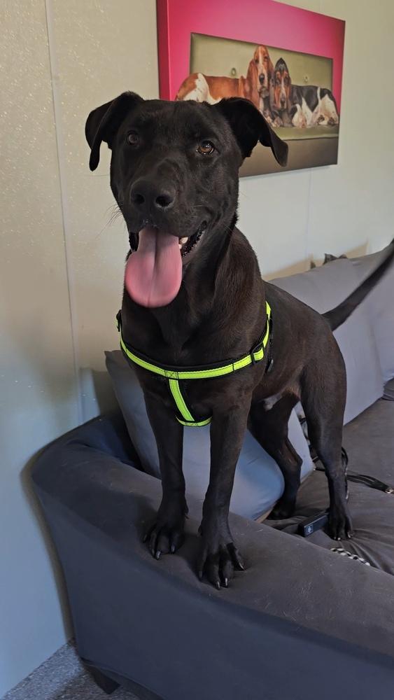 Enlarge Steve, a Adoptable Labrador Retriever in Innsbrook, MO image 3/3