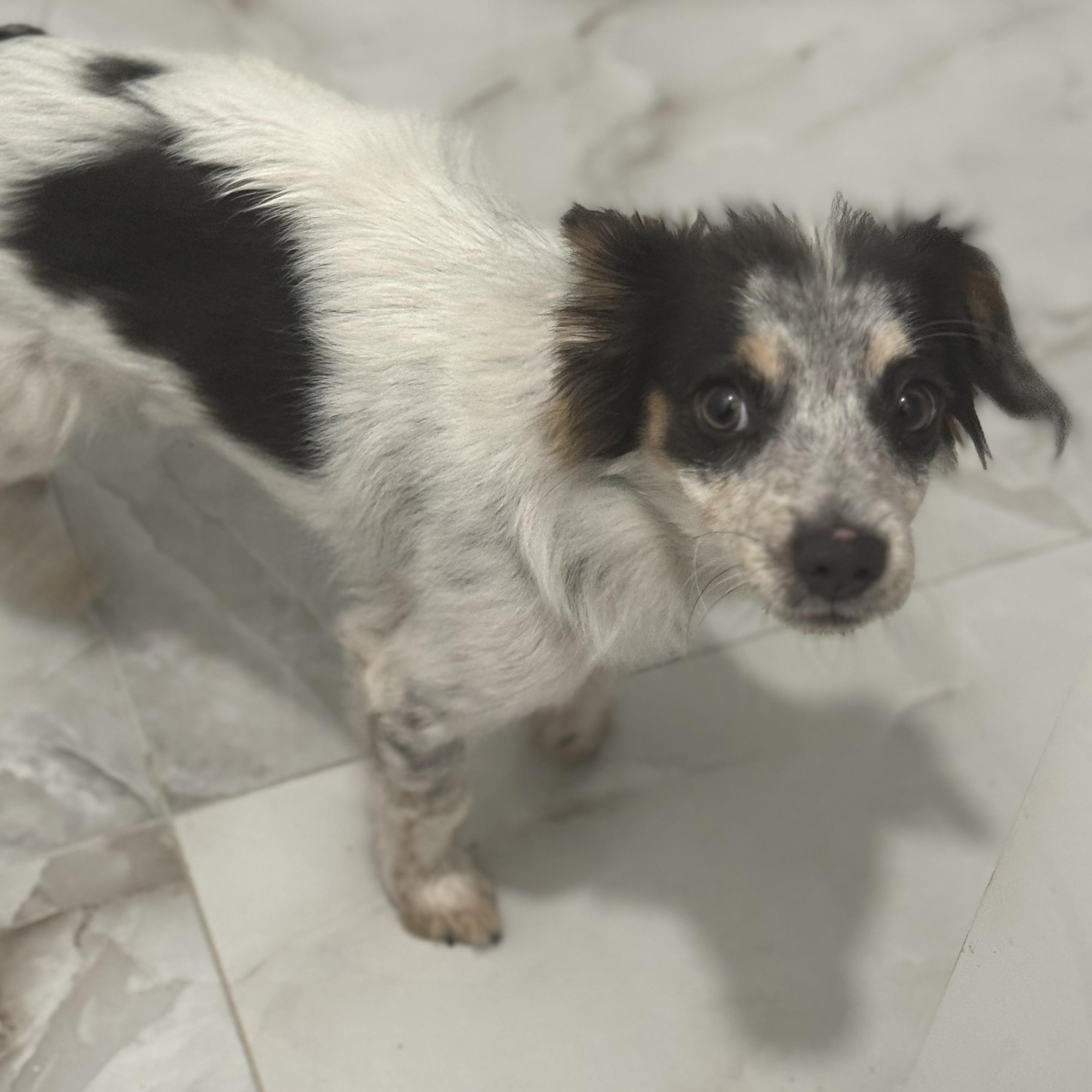 Mr. Velcro Whiskey thumbnail 2