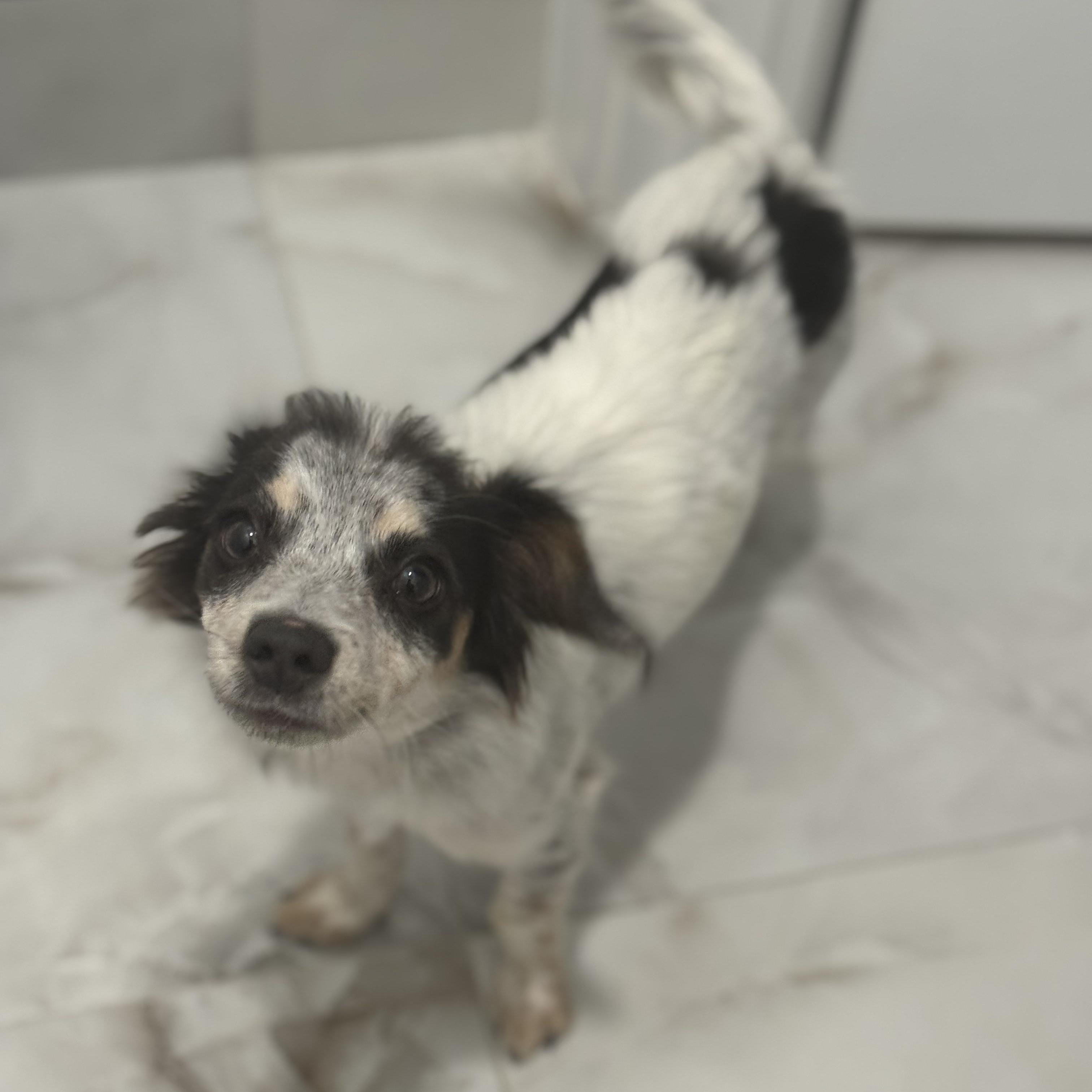 Mr. Velcro Whiskey thumbnail 4