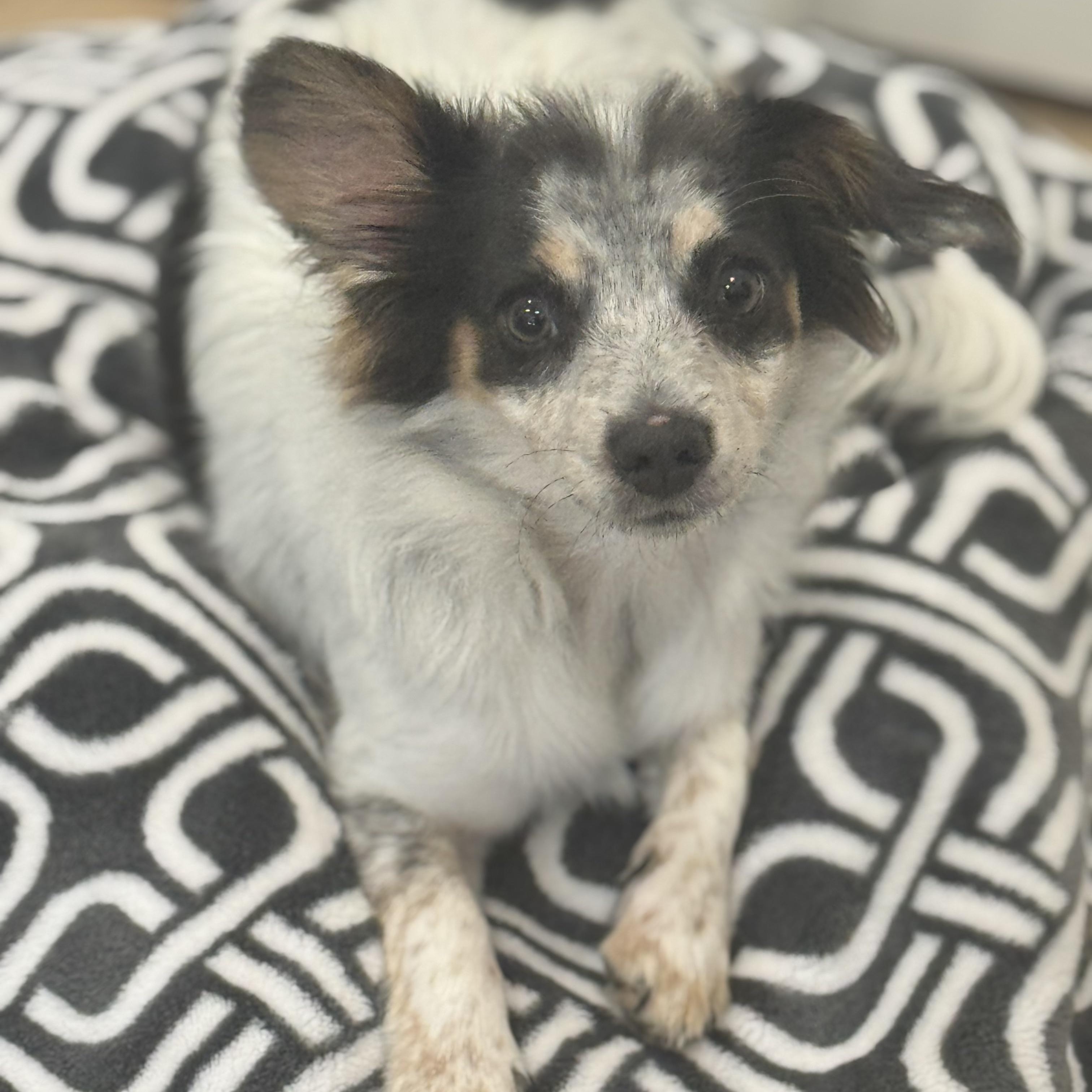 Mr. Velcro Whiskey thumbnail 6