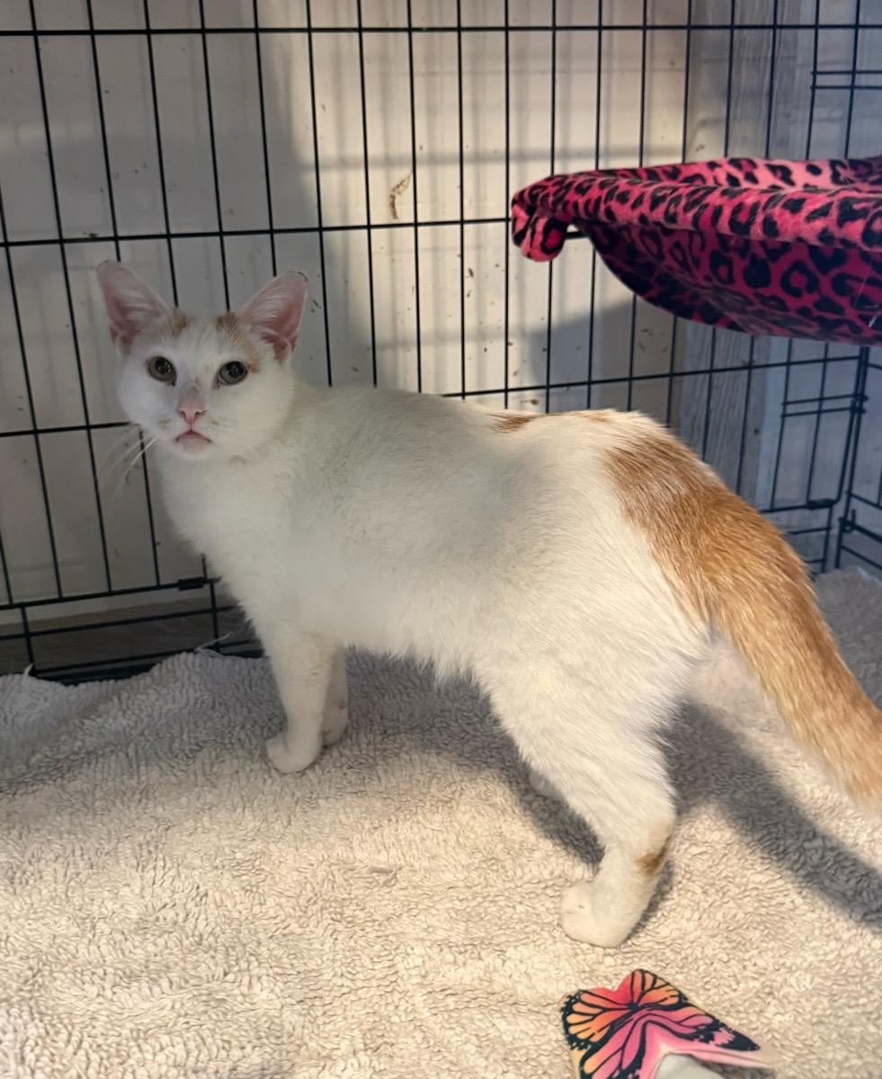 Amelia, ADOPTABLE, Young Female Turkish Van.