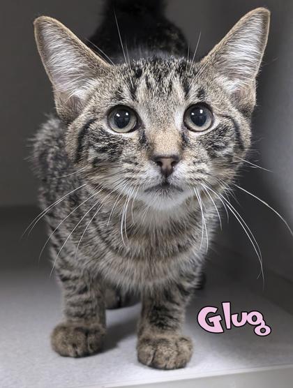 Enlarge Glug, a Adoptable mixed breed in Mason, MI image 1/1