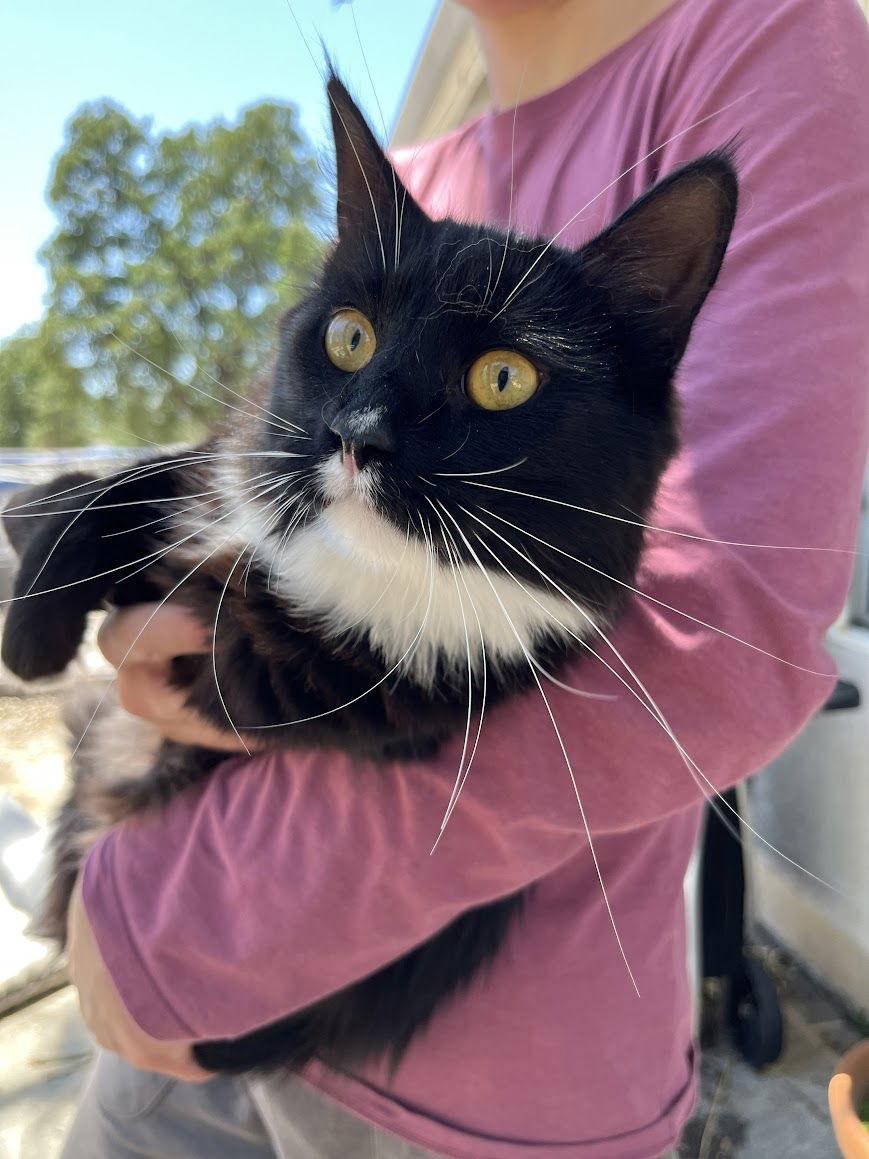 Oreo, a Adoptable Domestic Long Hair in Redding, CA image 3/3