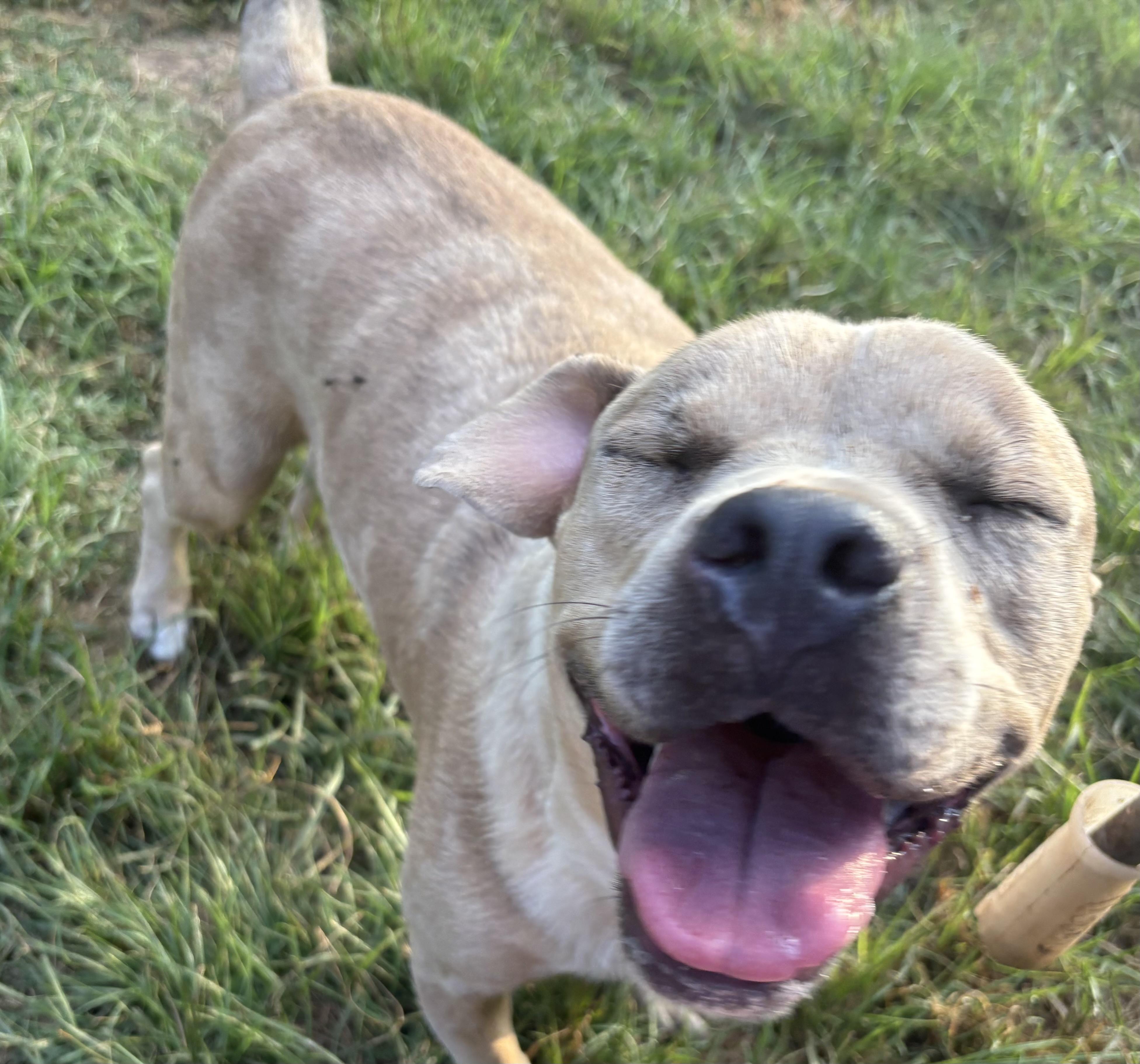 RUPERT, a Adoptable mixed breed in Dallas, TX image 1/4