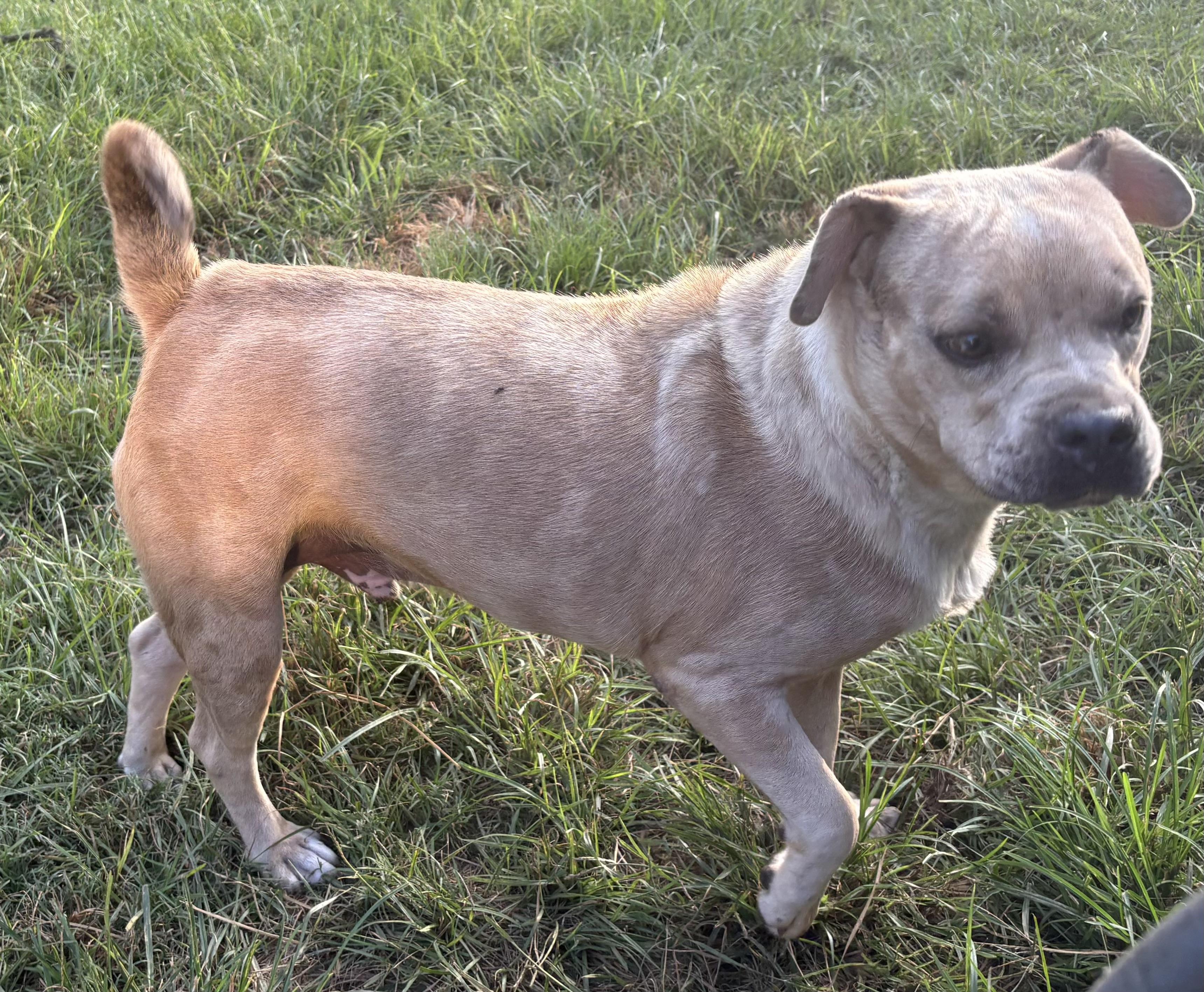 RUPERT, a Adoptable mixed breed in Dallas, TX image 2/4