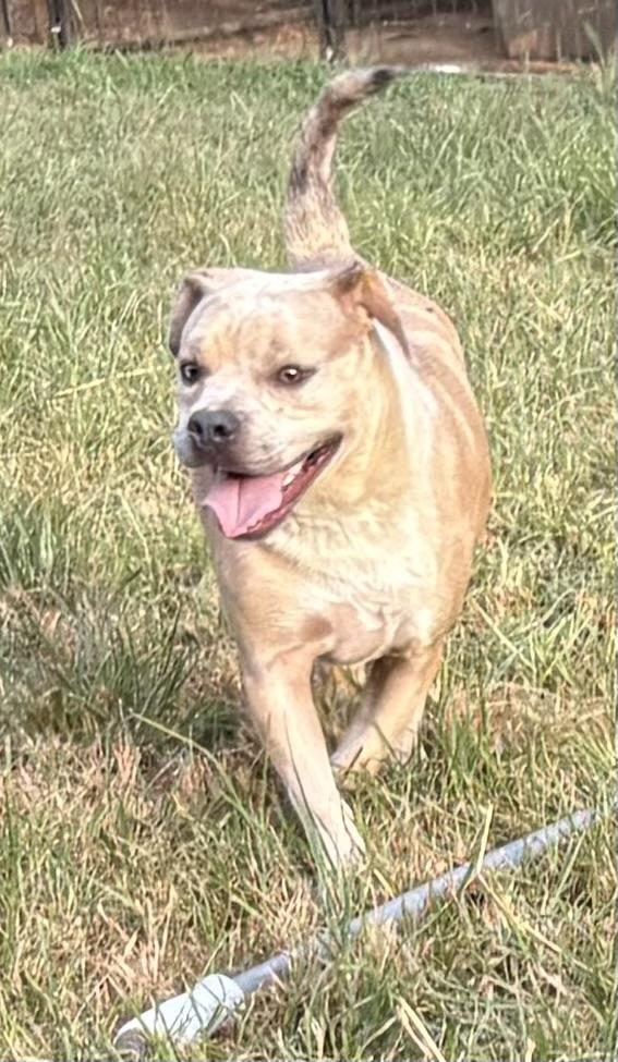 RUPERT, a Adoptable mixed breed in Dallas, TX image 3/4