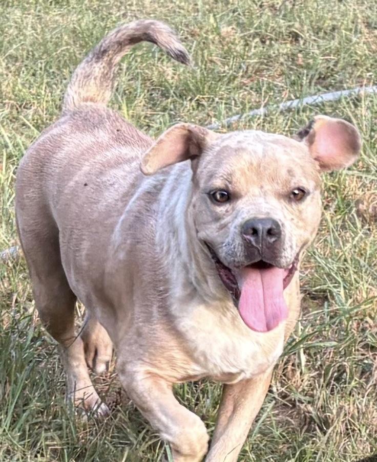 RUPERT, a Adoptable mixed breed in Dallas, TX image 4/4