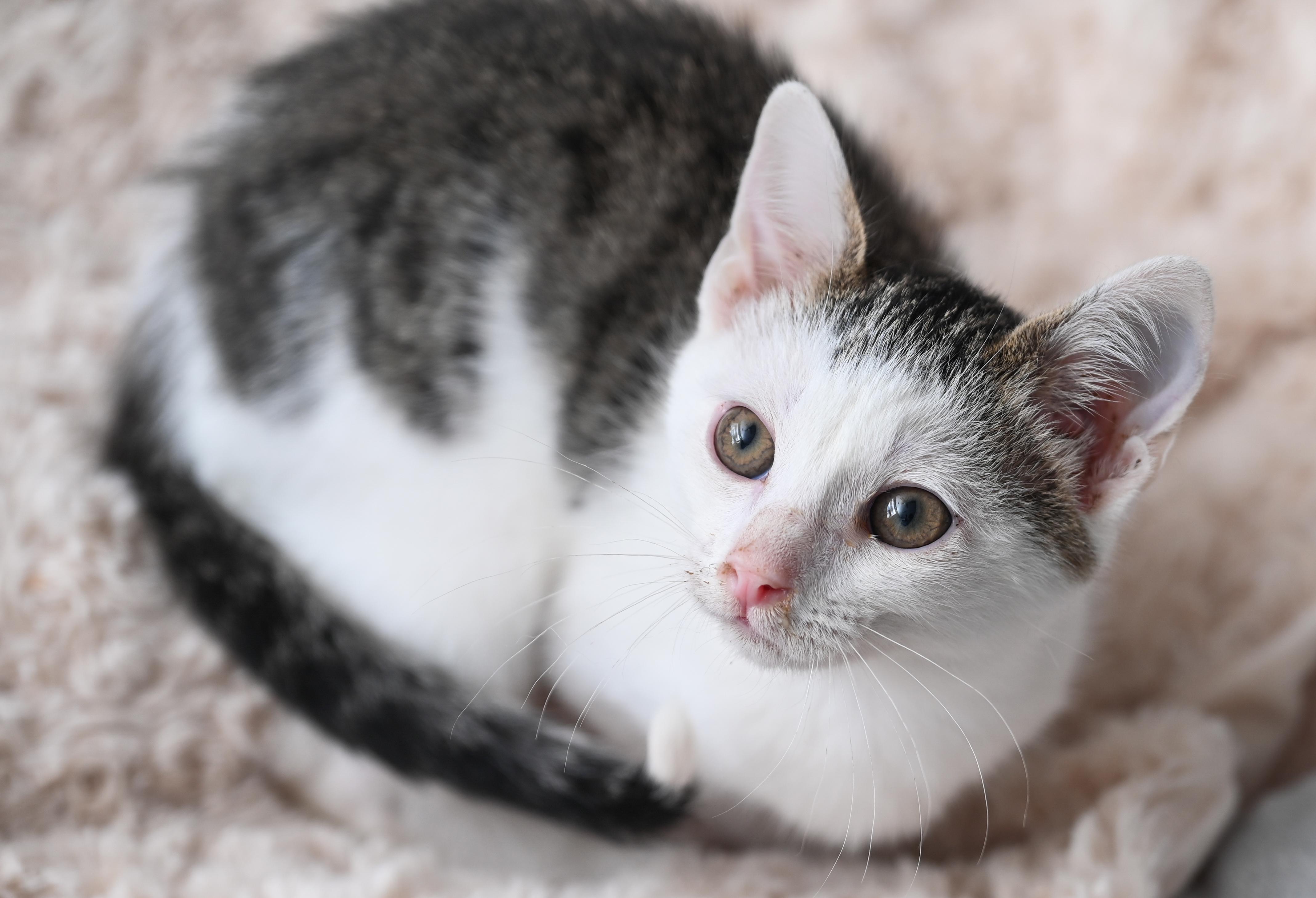 Enlarge Avatar, a ADOPTABLE mixed breed in Chattanooga, TN image 2/6