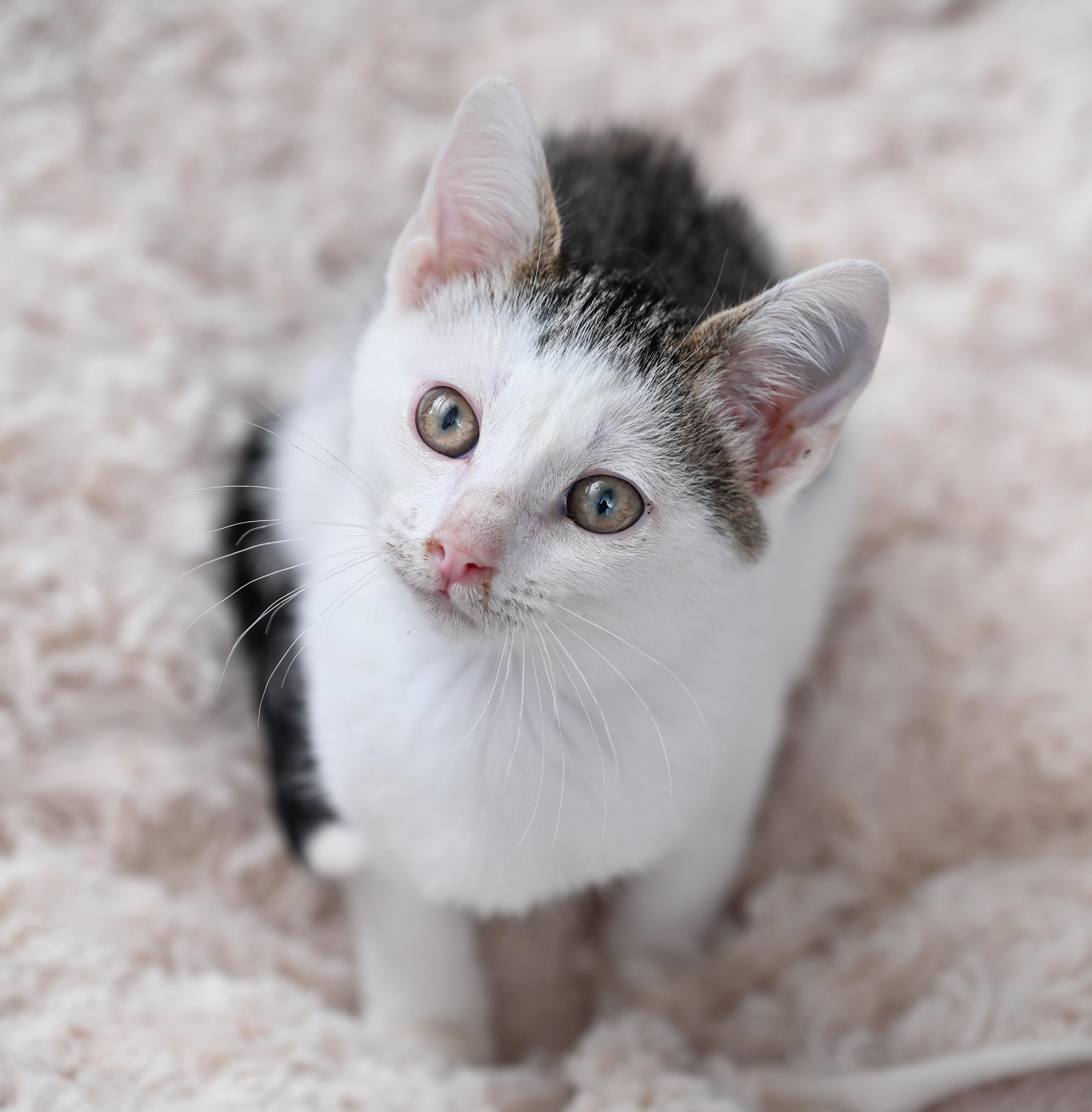 Enlarge Avatar, a ADOPTABLE mixed breed in Chattanooga, TN image 5/6