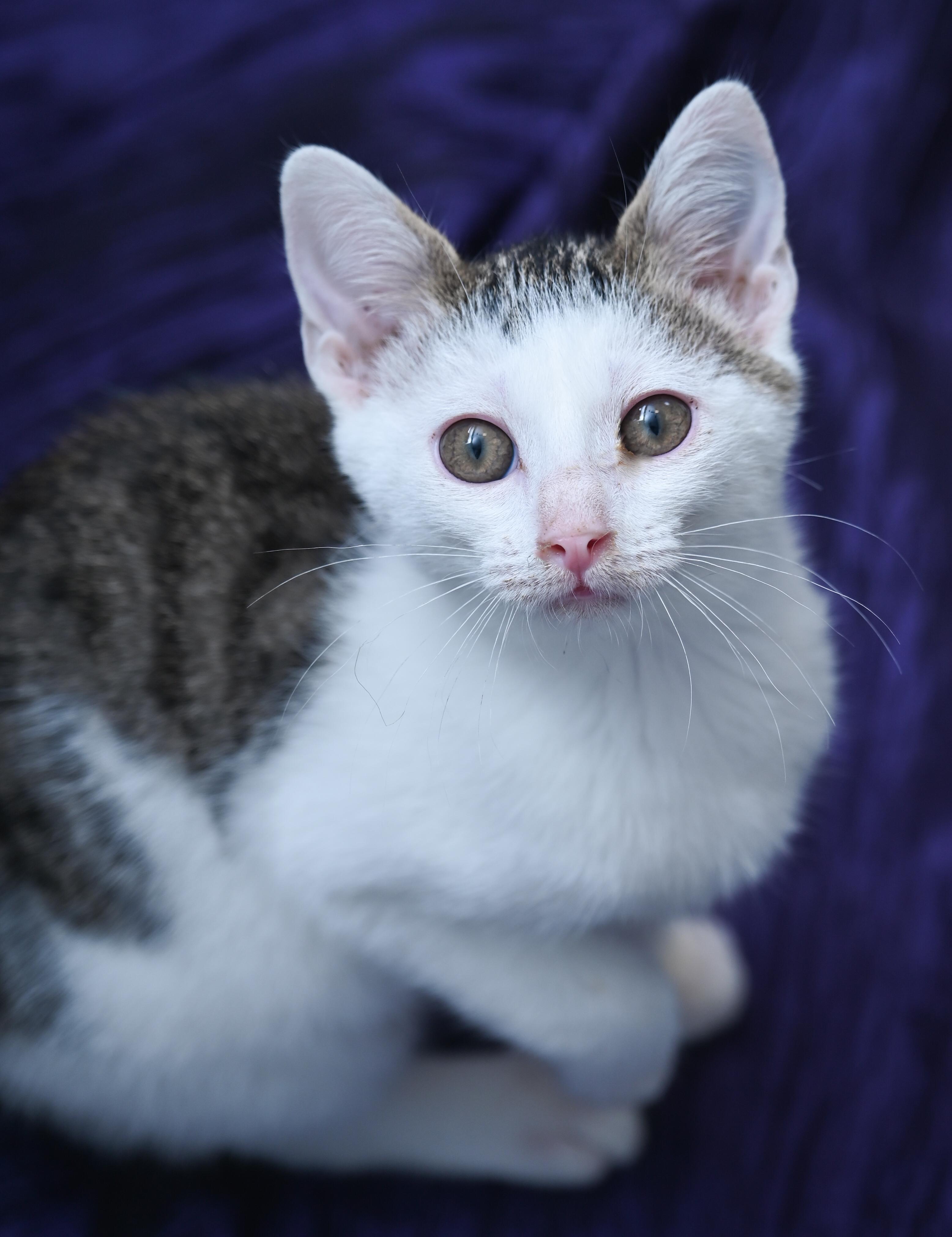 Enlarge Avatar, a ADOPTABLE mixed breed in Chattanooga, TN image 1/6
