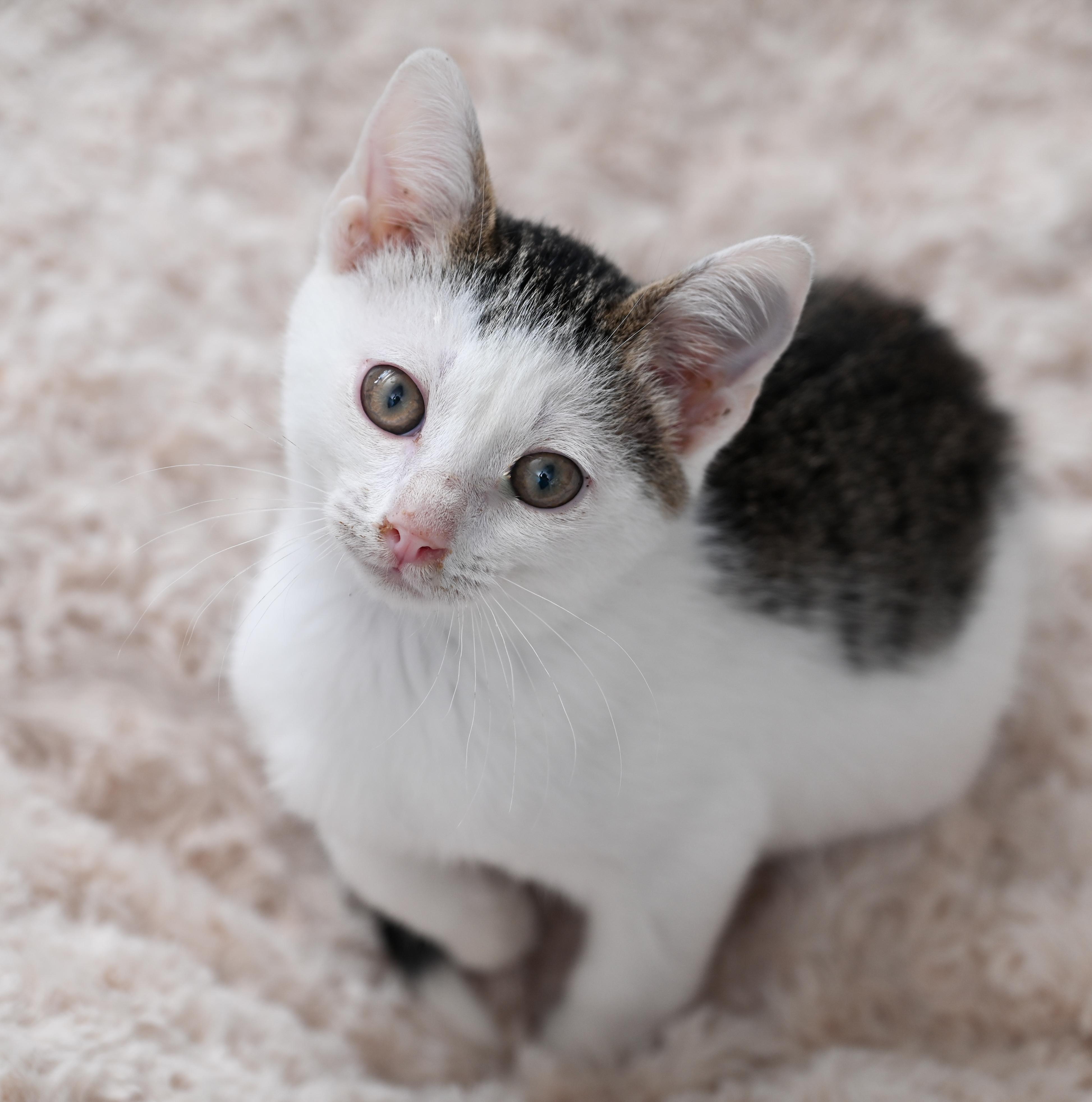 Enlarge Avatar, a ADOPTABLE mixed breed in Chattanooga, TN image 3/6
