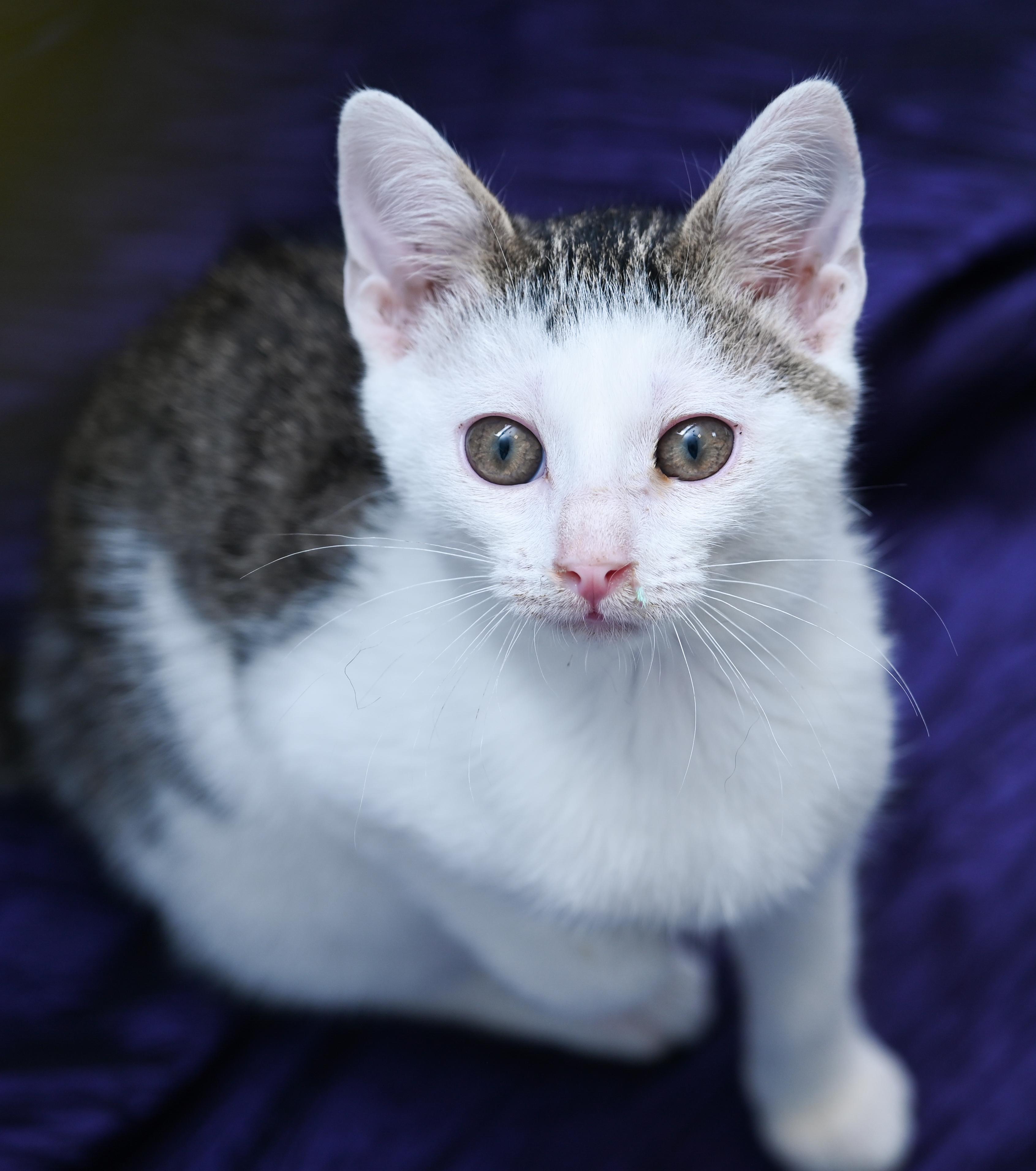Enlarge Avatar, a ADOPTABLE mixed breed in Chattanooga, TN image 4/6