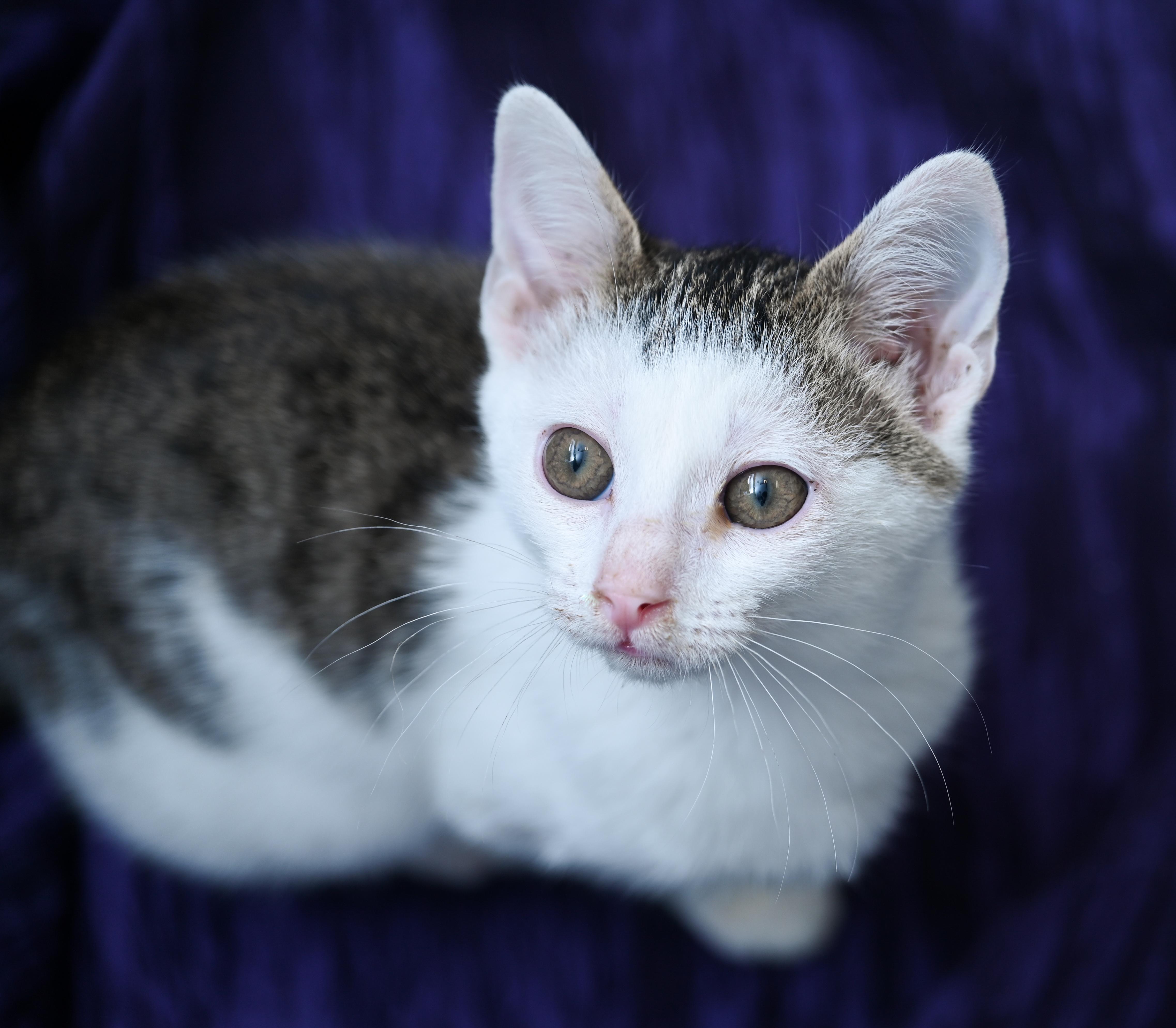 Enlarge Avatar, a ADOPTABLE mixed breed in Chattanooga, TN image 6/6
