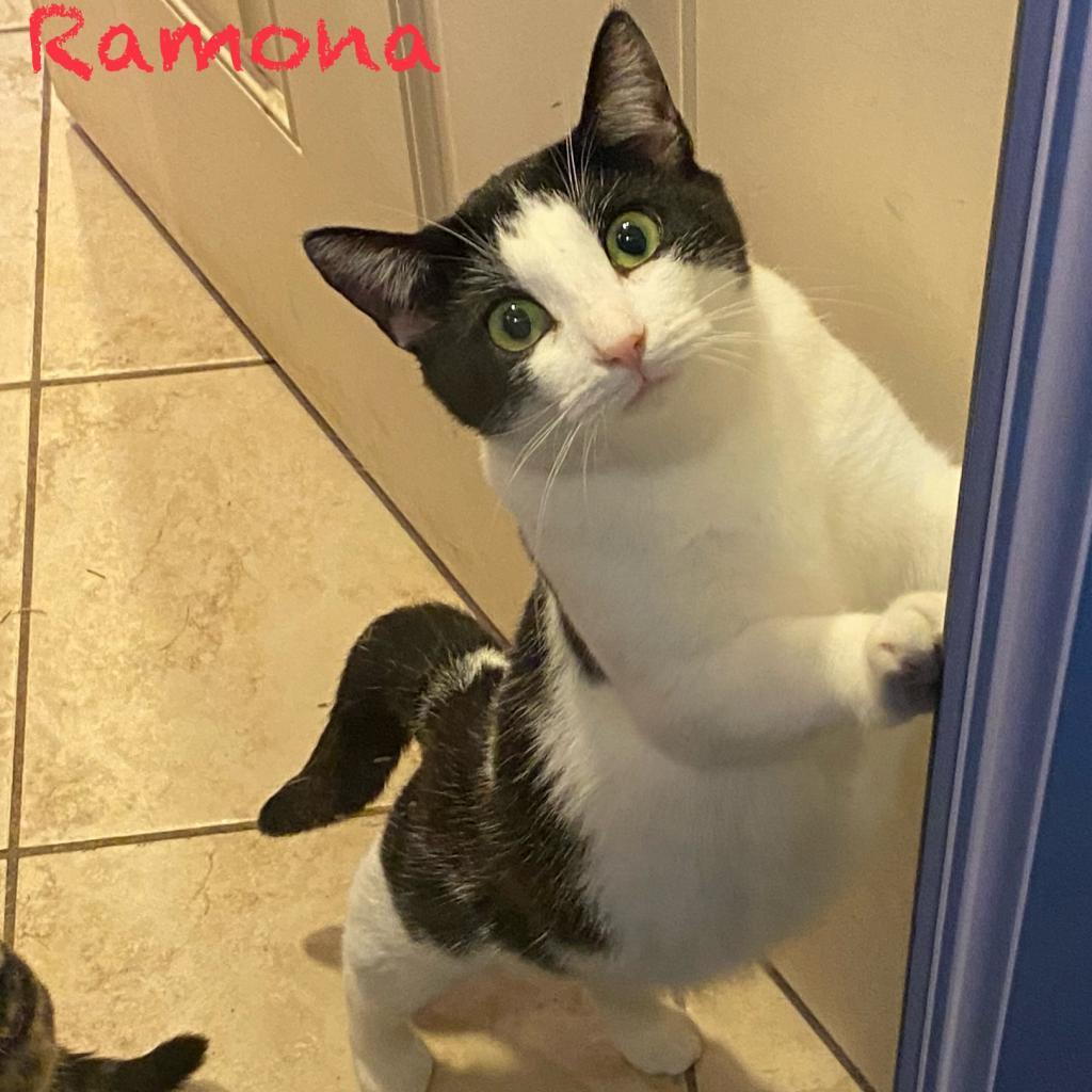 Ramona, Adoptable, Adult Female Domestic Short Hair.