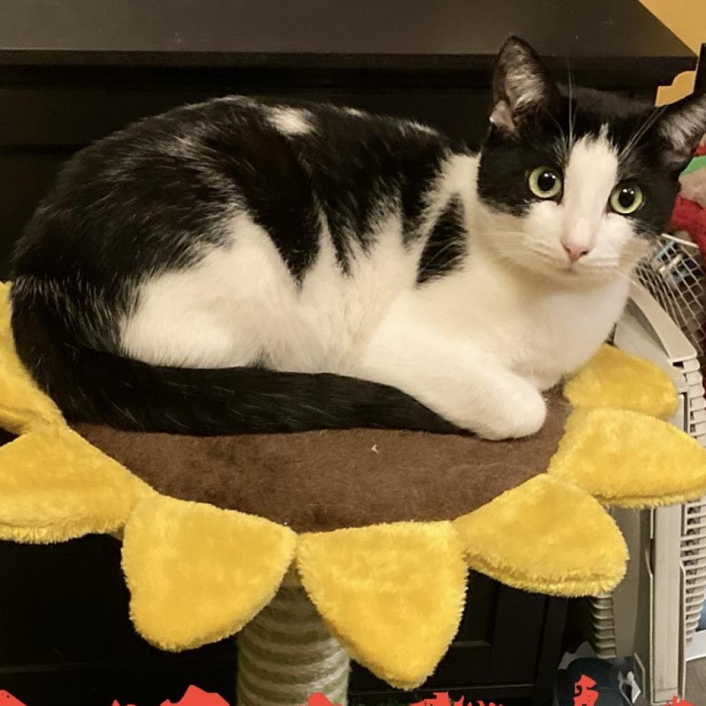 Enlarge Ramona, a Adoptable Domestic Short Hair in Irwin, PA image 2/6