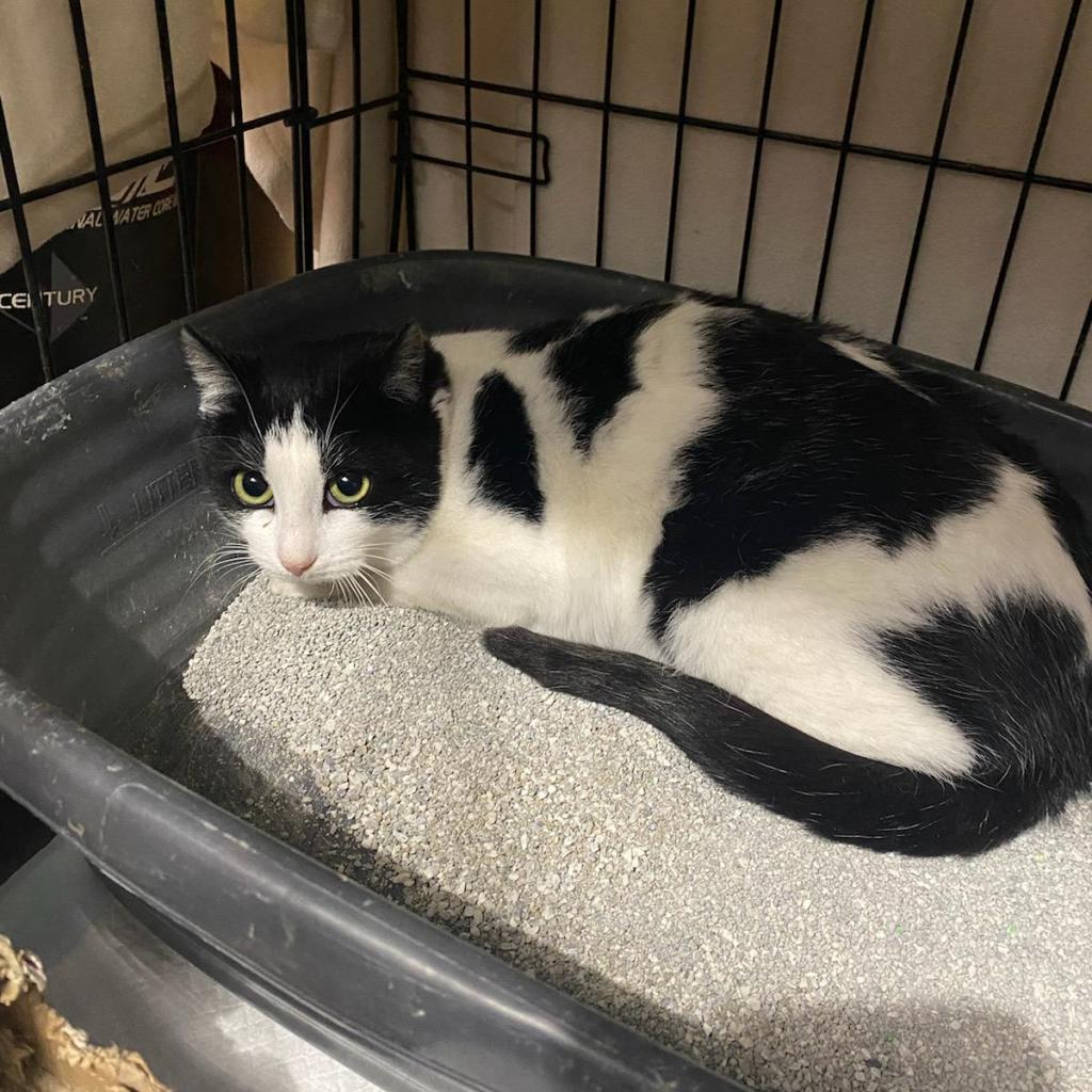 Enlarge Ramona, a Adoptable Domestic Short Hair in Irwin, PA image 3/6