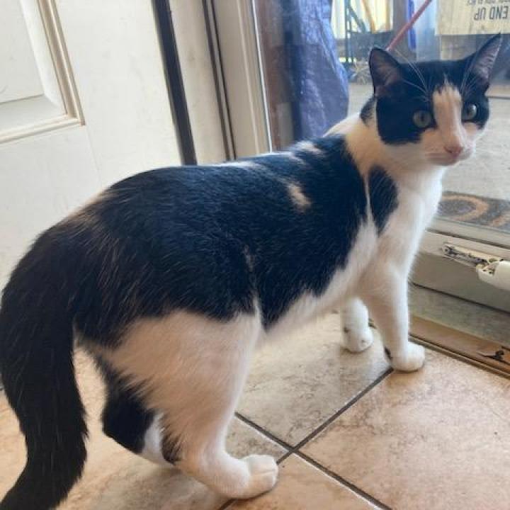 Enlarge Ramona, a Adoptable Domestic Short Hair in Irwin, PA image 4/6