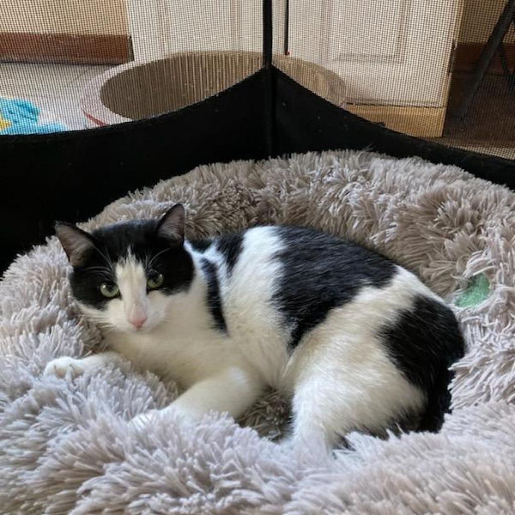 Enlarge Ramona, a Adoptable Domestic Short Hair in Irwin, PA image 5/6