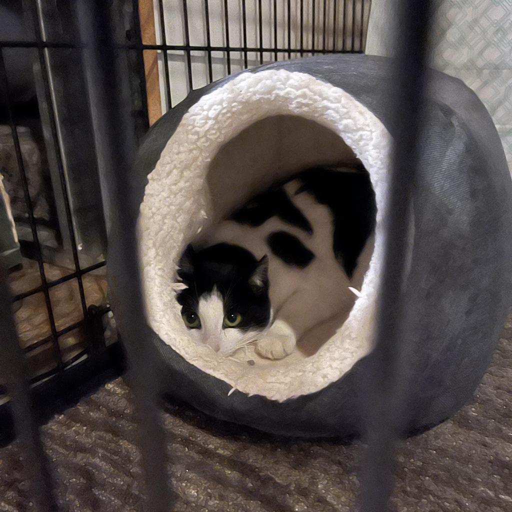 Enlarge Ramona, a Adoptable Domestic Short Hair in Irwin, PA image 6/6