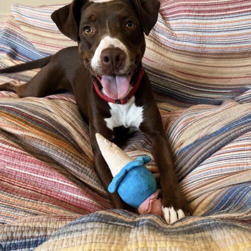 Ruby, a Adoptable mixed breed in Edmond, OK image 1/5