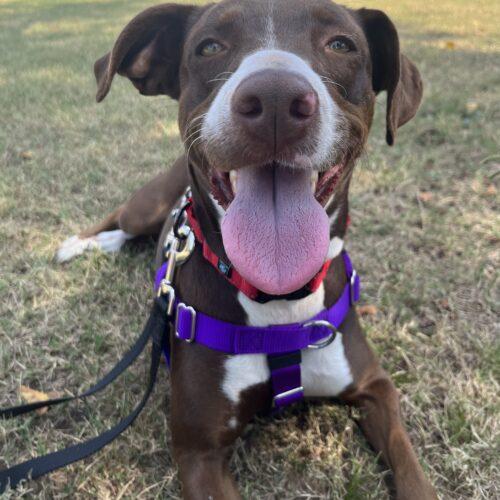 Ruby, a Adoptable mixed breed in Edmond, OK image 2/5
