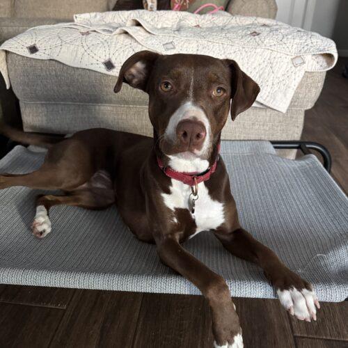 Ruby, a Adoptable mixed breed in Edmond, OK image 3/6