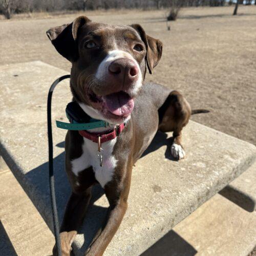 Ruby, Adoptable, Young Female Treeing Walker Coonhound & American Staffordshire Terrier.