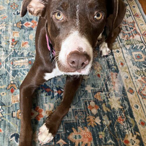 Enlarge Ruby, a Adoptable mixed breed in Edmond, OK image 1/5