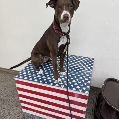 Enlarge Ruby, a Adoptable mixed breed in Edmond, OK image 4/6