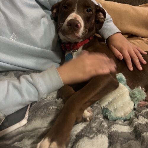 Ruby, Adoptable, Young Female Treeing Walker Coonhound & American Staffordshire Terrier.
