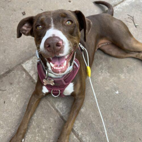 Ruby, a Adoptable mixed breed in Edmond, OK image 3/5
