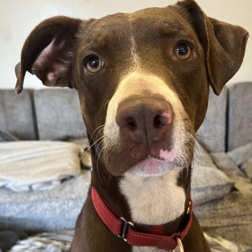 Ruby, Adoptable, Young Female Treeing Walker Coonhound & American Staffordshire Terrier.