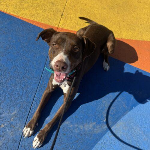 Enlarge Ruby, a Adoptable mixed breed in Edmond, OK image 5/6