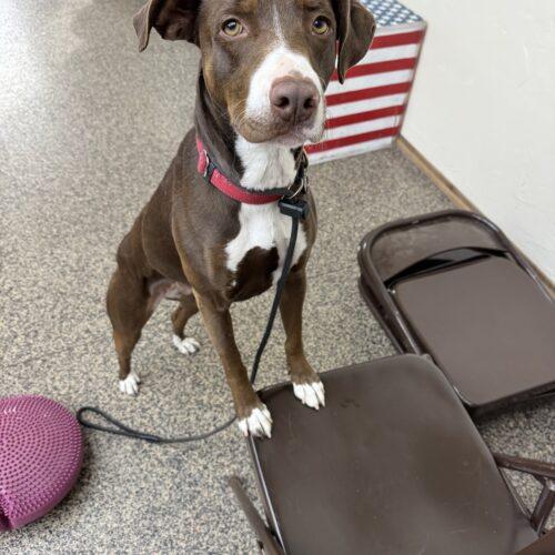 Enlarge Ruby, a Adoptable mixed breed in Edmond, OK image 6/6