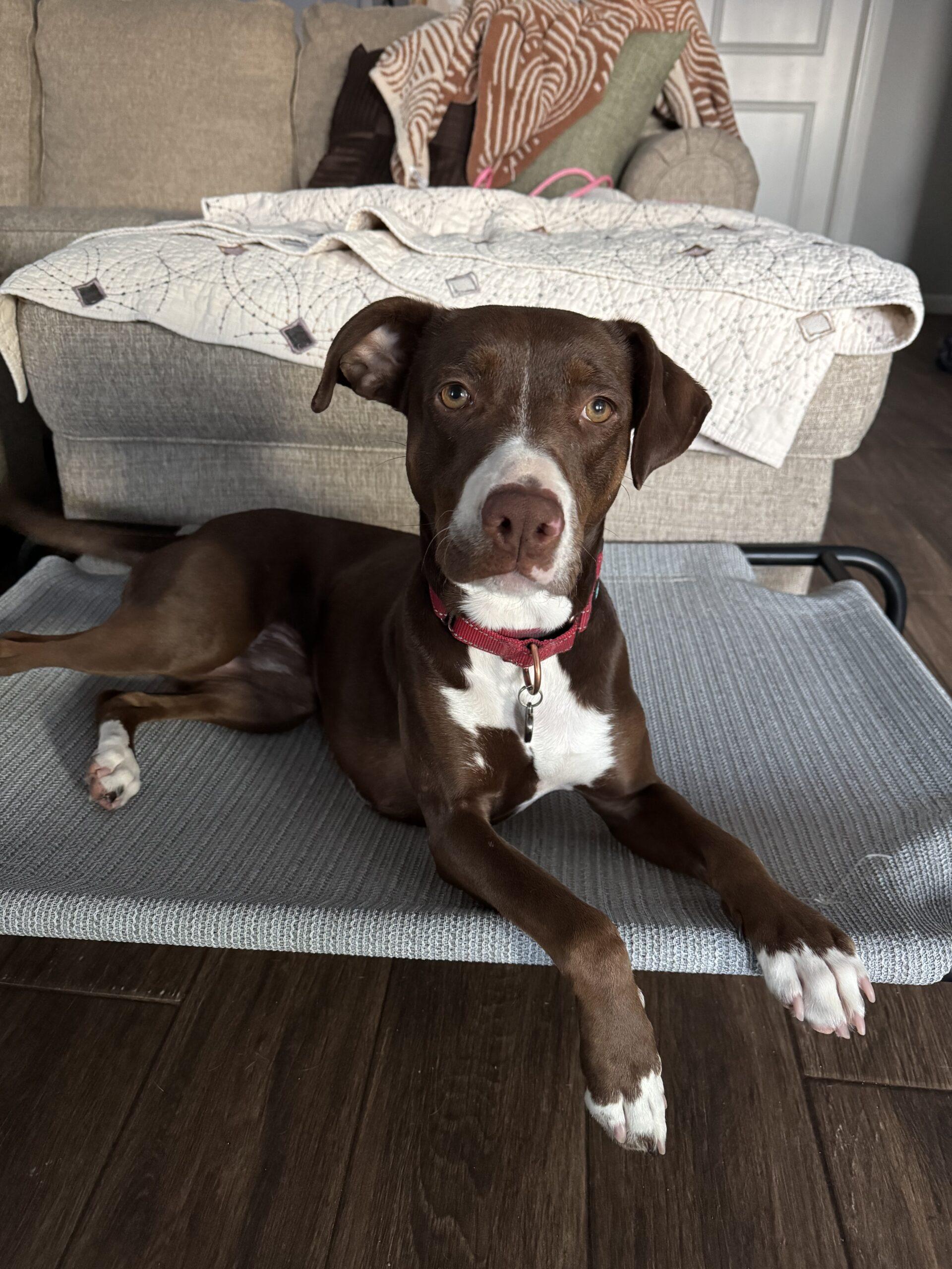 Enlarge Ruby, a Adoptable mixed breed in Edmond, OK image 1/6