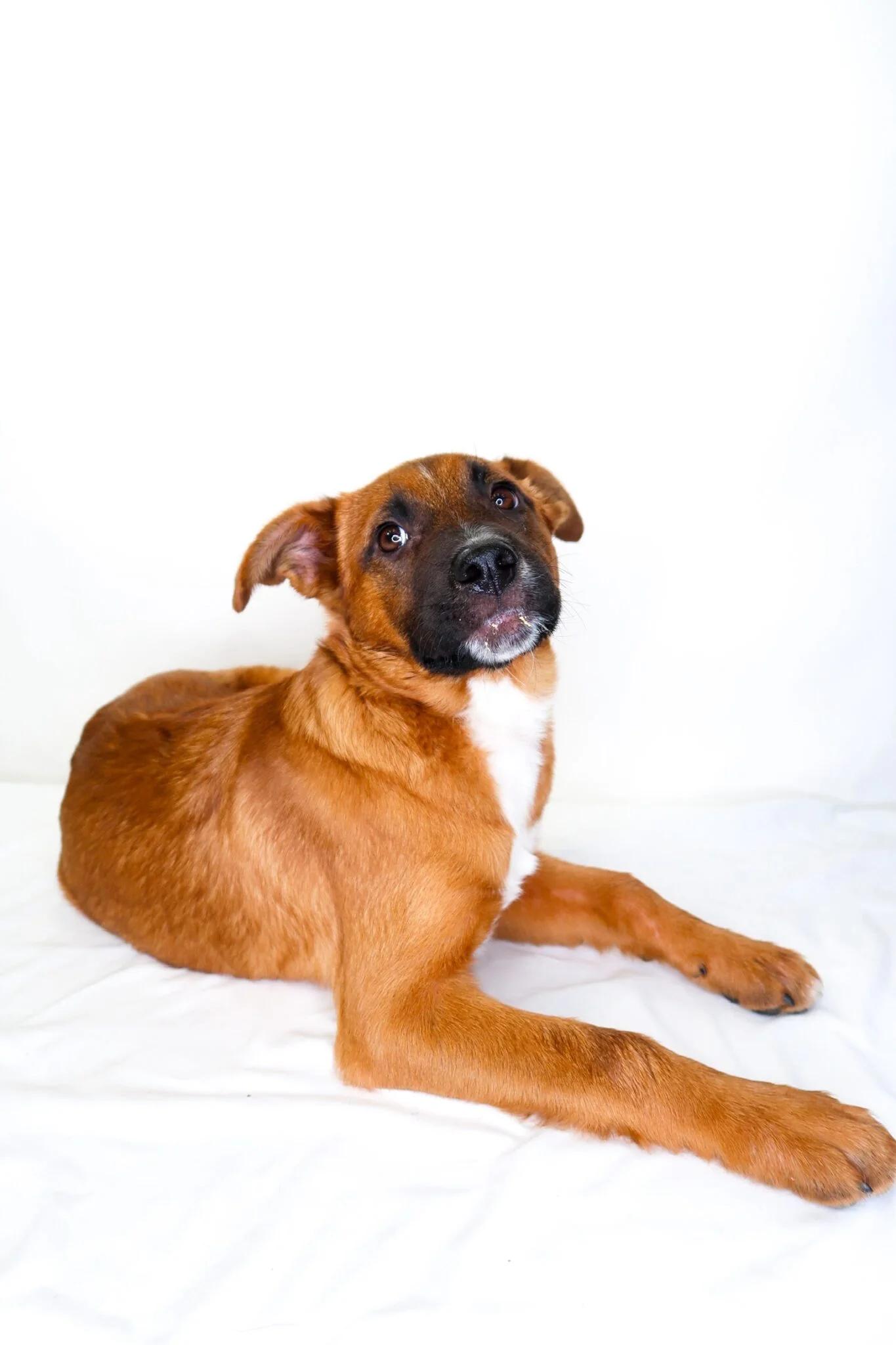 Enlarge Teddy, an adopted mixed breed in Bixby, OK image 4/5