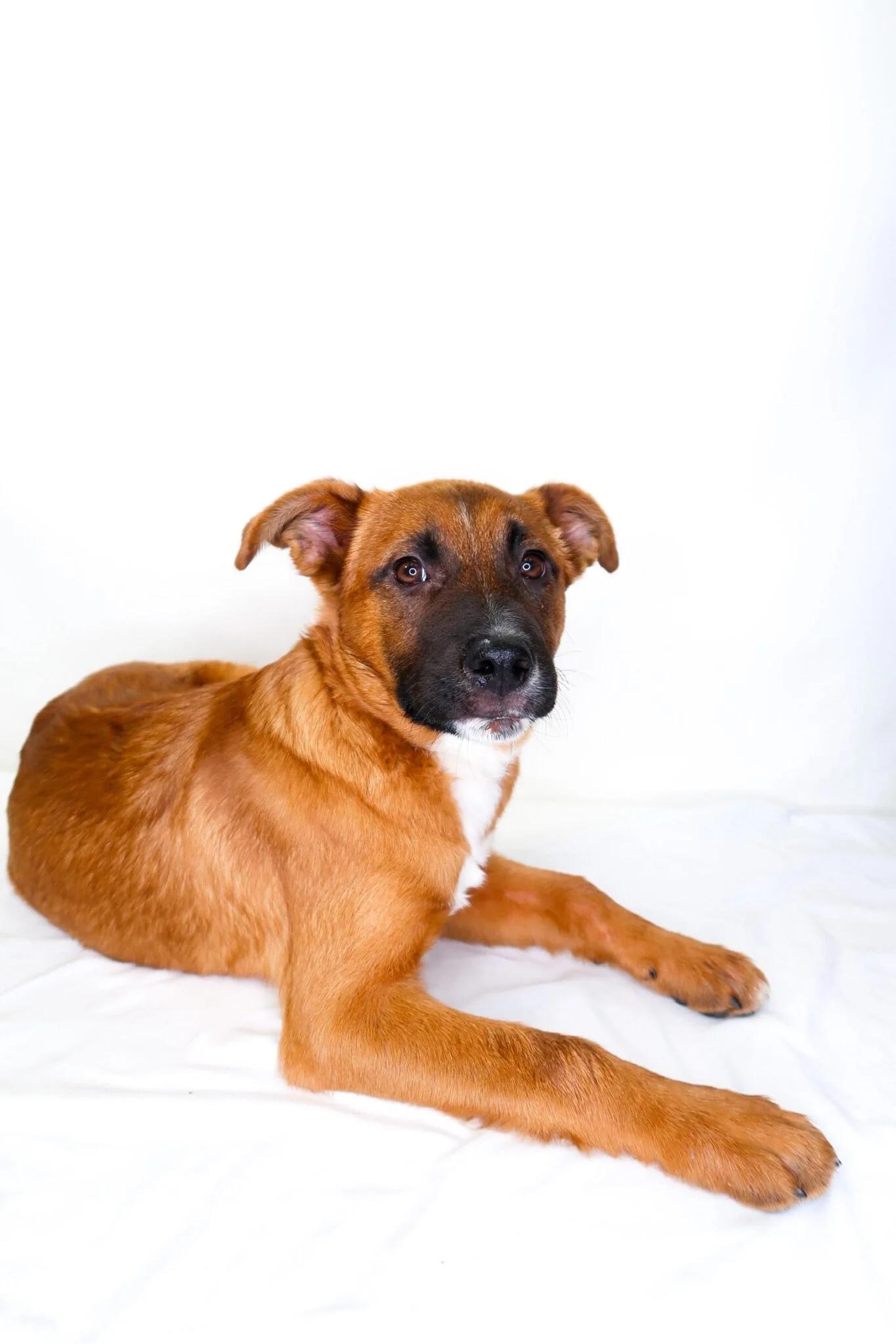 Teddy, adopted, Puppy Female Terrier.