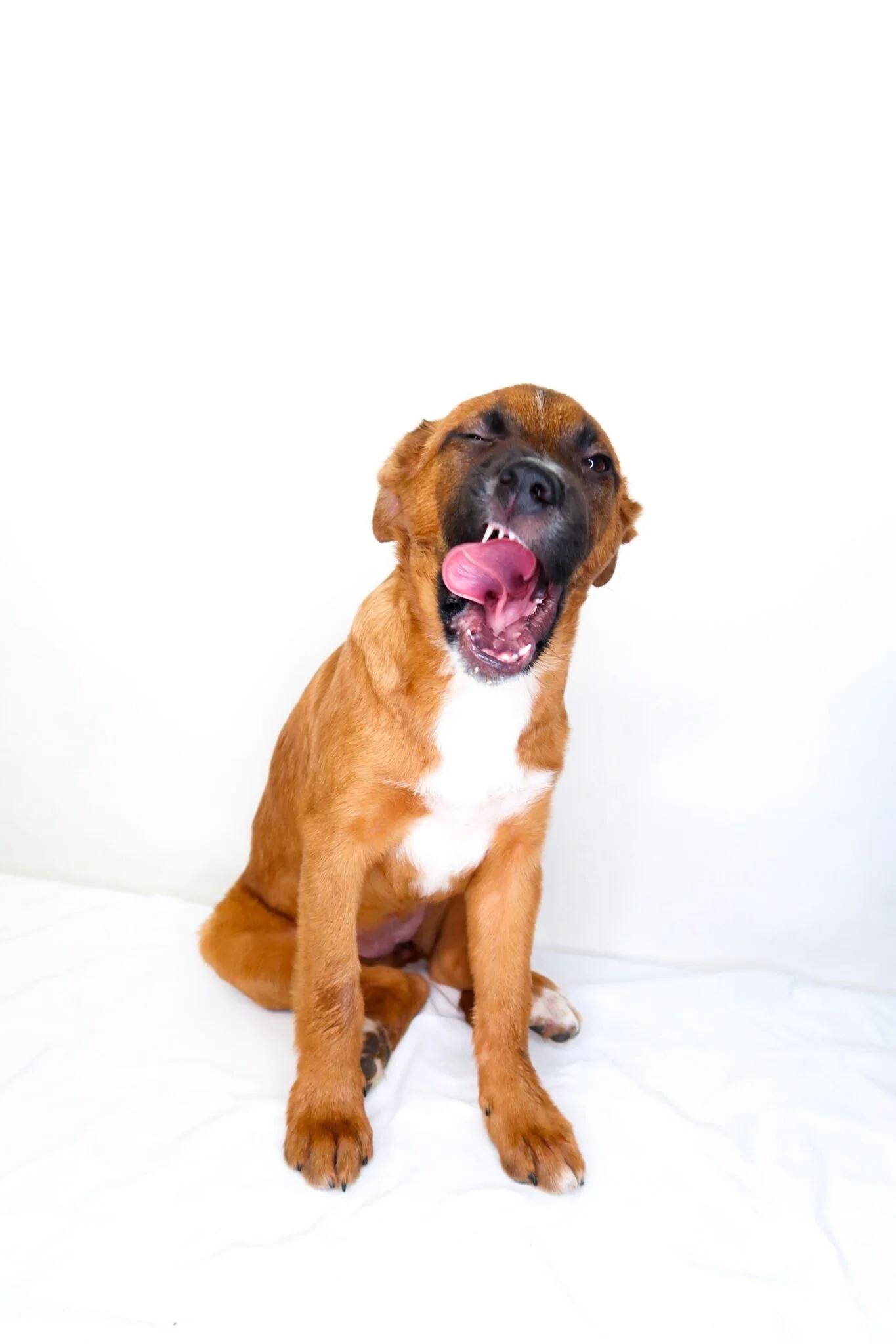 Enlarge Teddy, an adopted mixed breed in Bixby, OK image 5/5