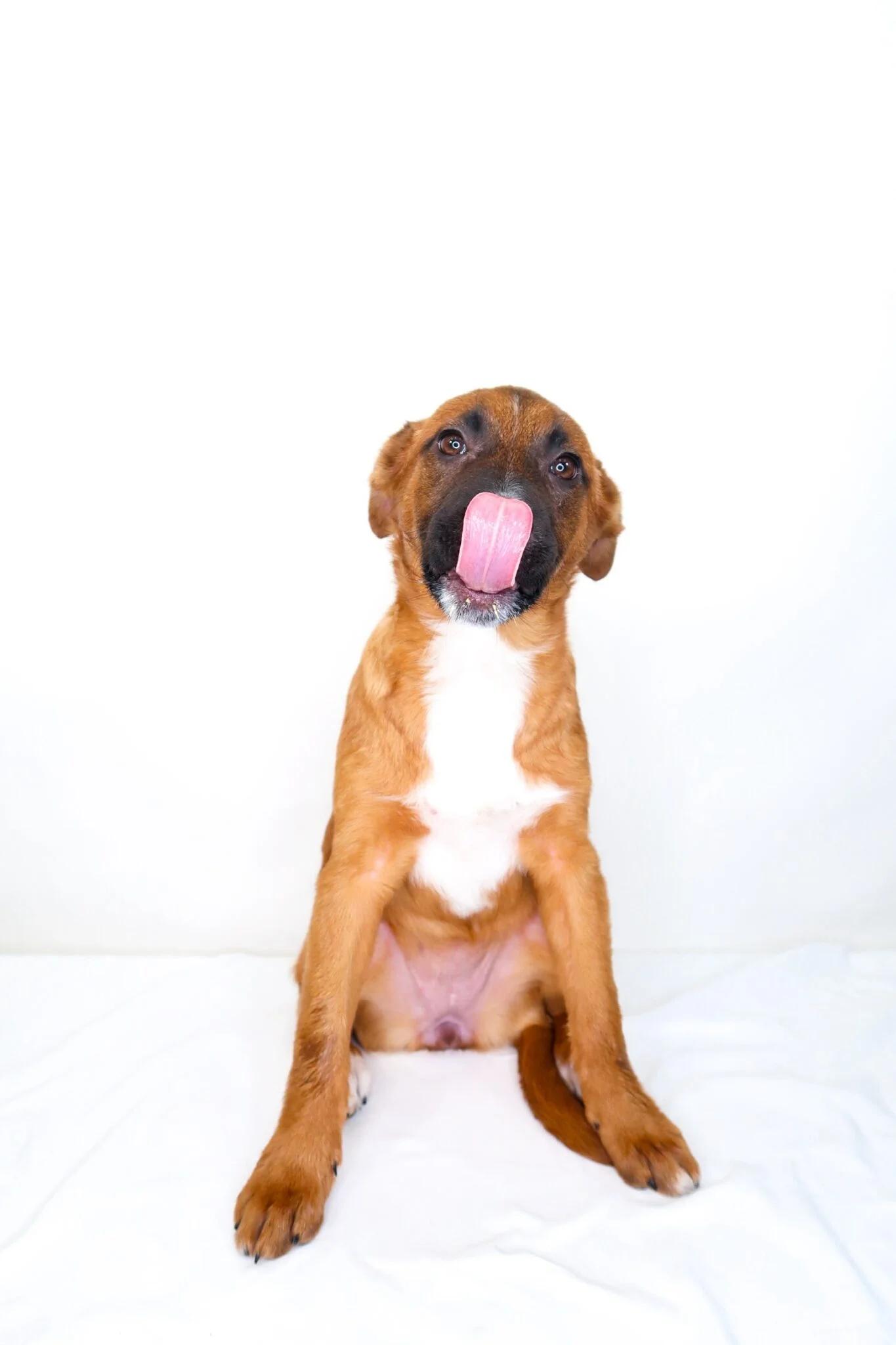 Enlarge Teddy, an adopted mixed breed in Bixby, OK image 3/5