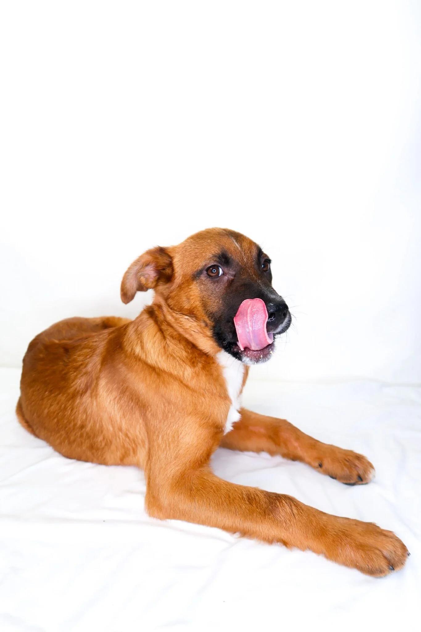 Enlarge Teddy, an adopted mixed breed in Bixby, OK image 2/5