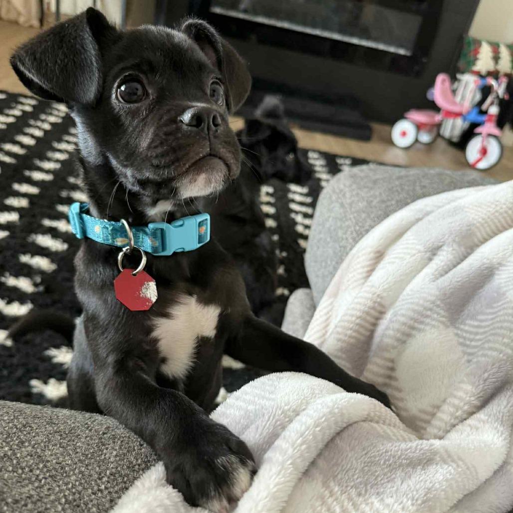 Enlarge Nugget, a Adoptable mixed breed in Tomah, WI image 2/6