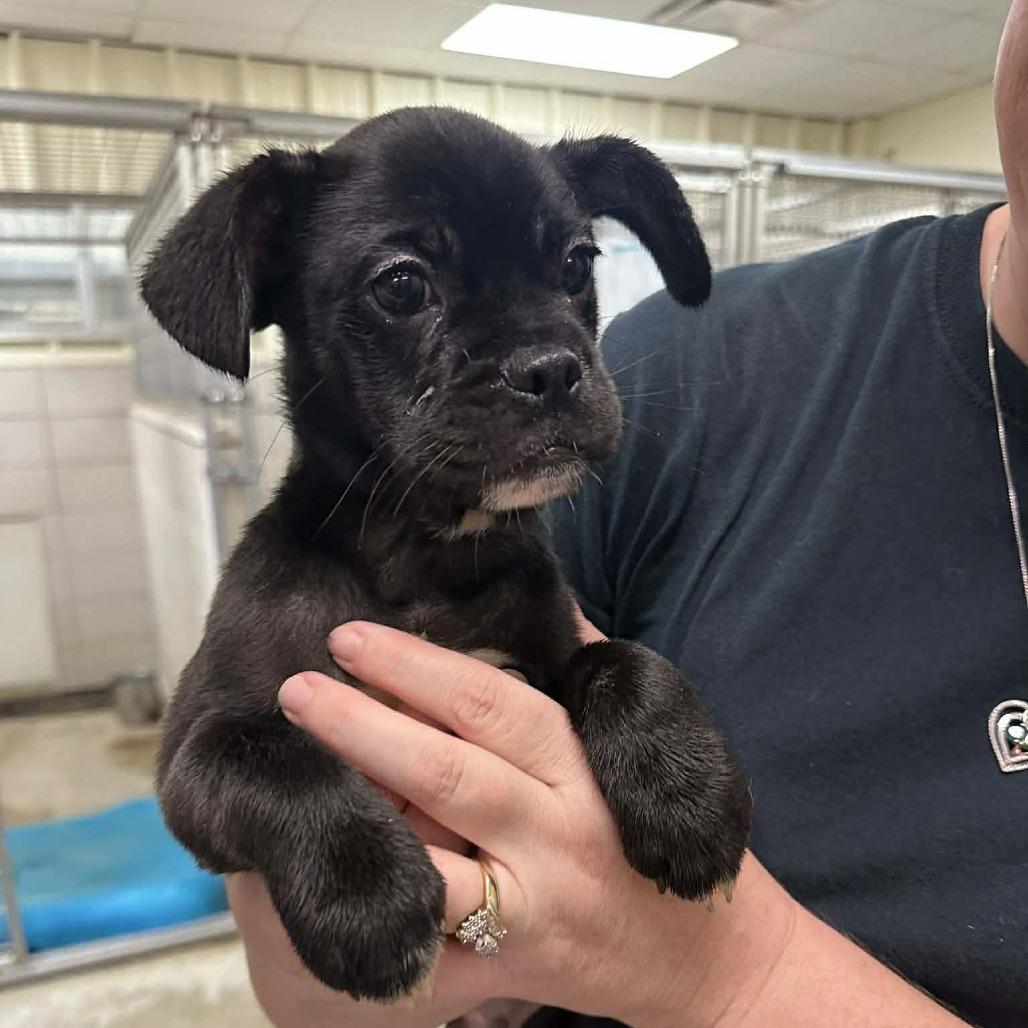 Enlarge Nugget, a Adoptable mixed breed in Tomah, WI image 3/6