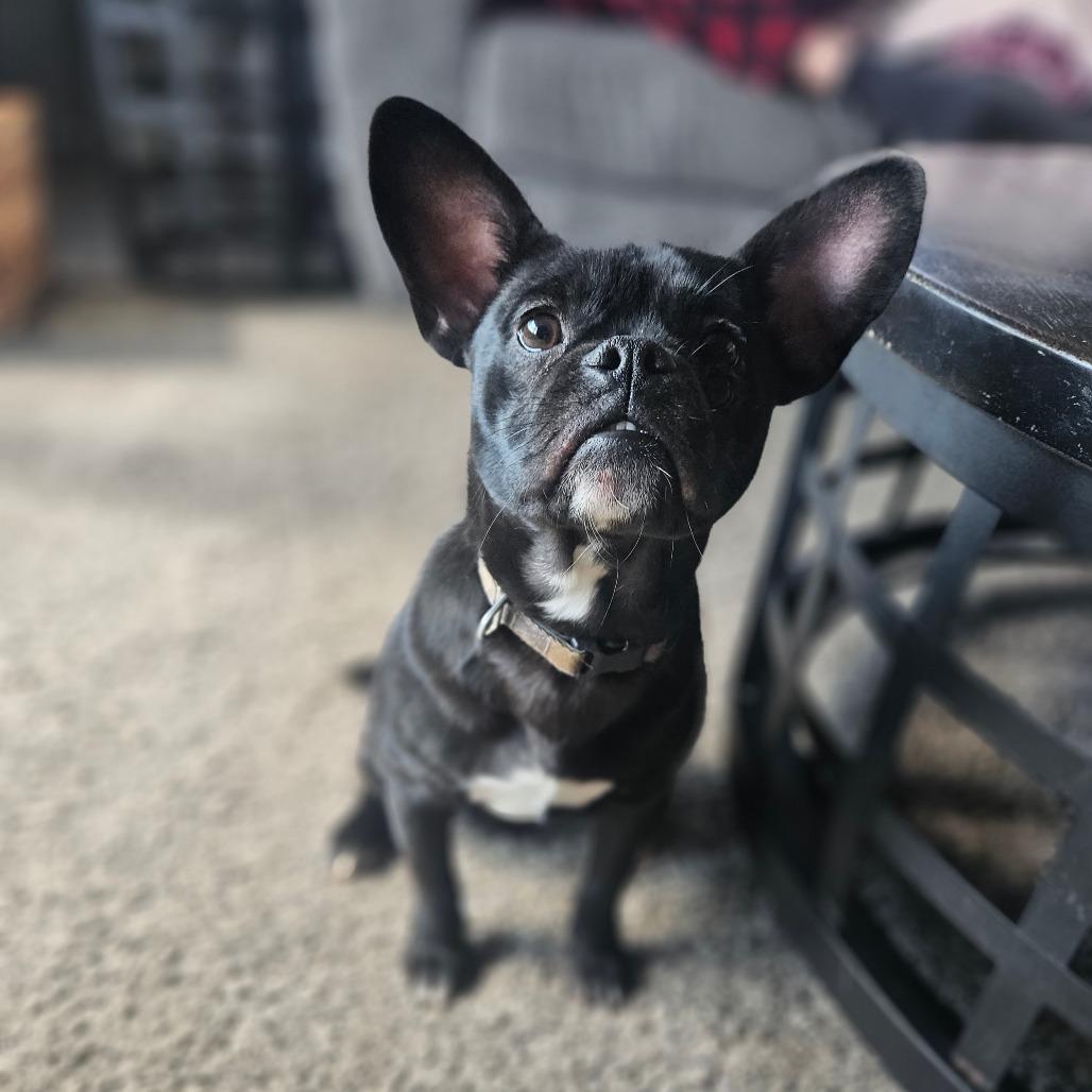 Enlarge Nugget, a Adoptable mixed breed in Tomah, WI image 4/6