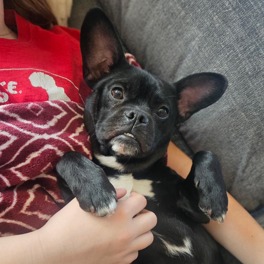 Enlarge Nugget, a Adoptable mixed breed in Tomah, WI image 5/6