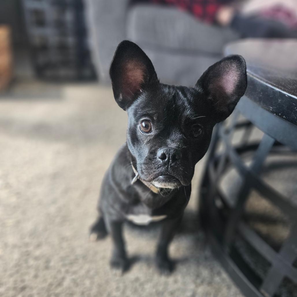 Enlarge Nugget, a Adoptable mixed breed in Tomah, WI image 6/6