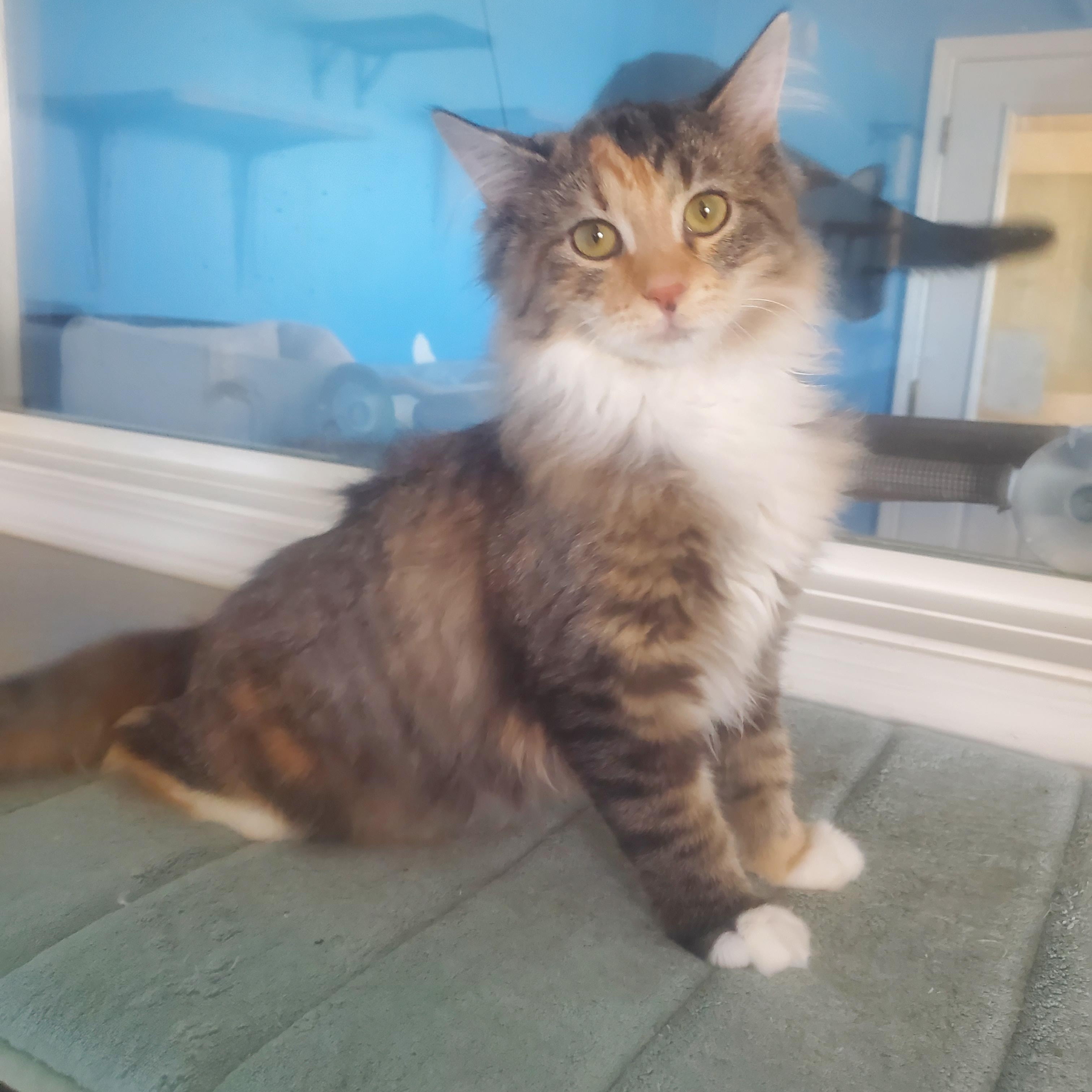 Julia, adopted, Kitten Female Domestic Long Hair.