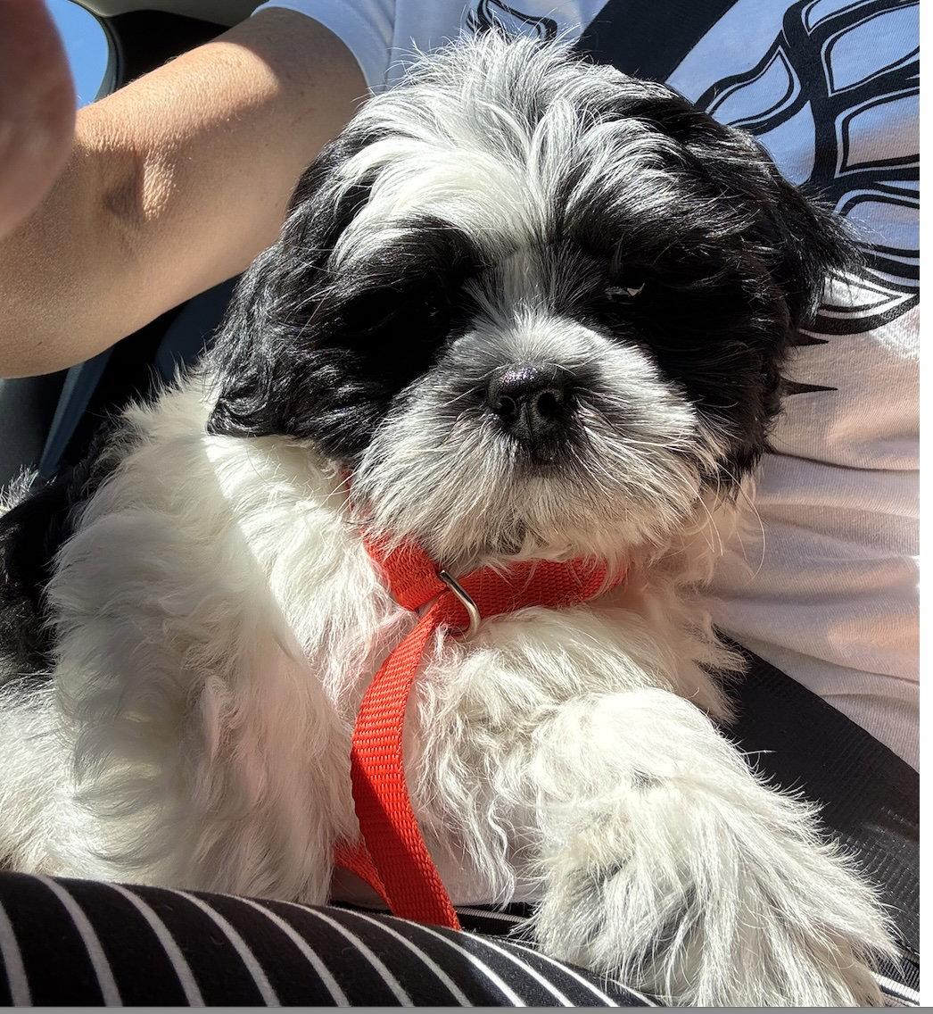 Robert(o), Adopted, Puppy Male Shih Tzu.