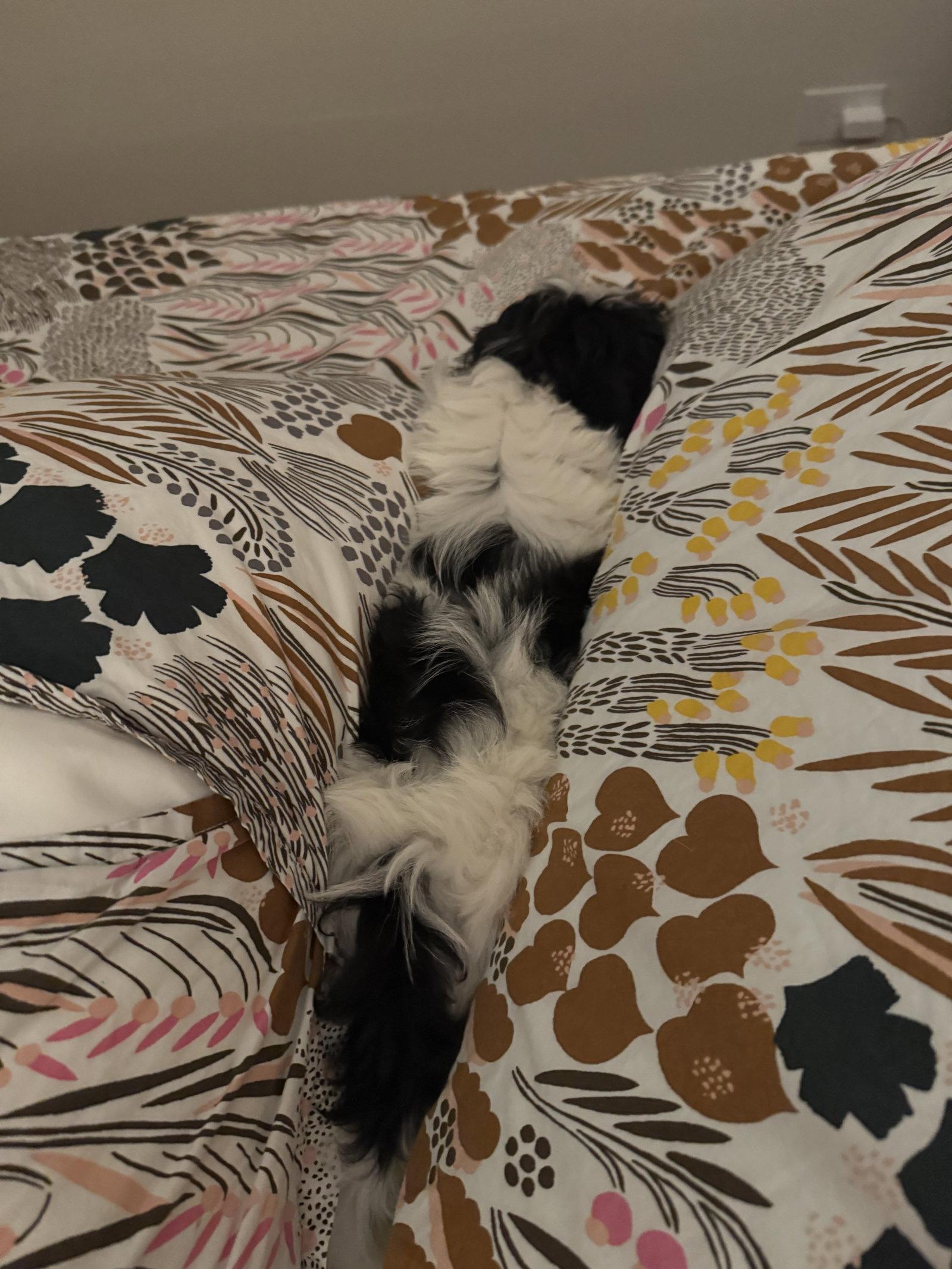 Enlarge Robert(o), a Adopted Shih Tzu in Evergreen, CO image 2/3
