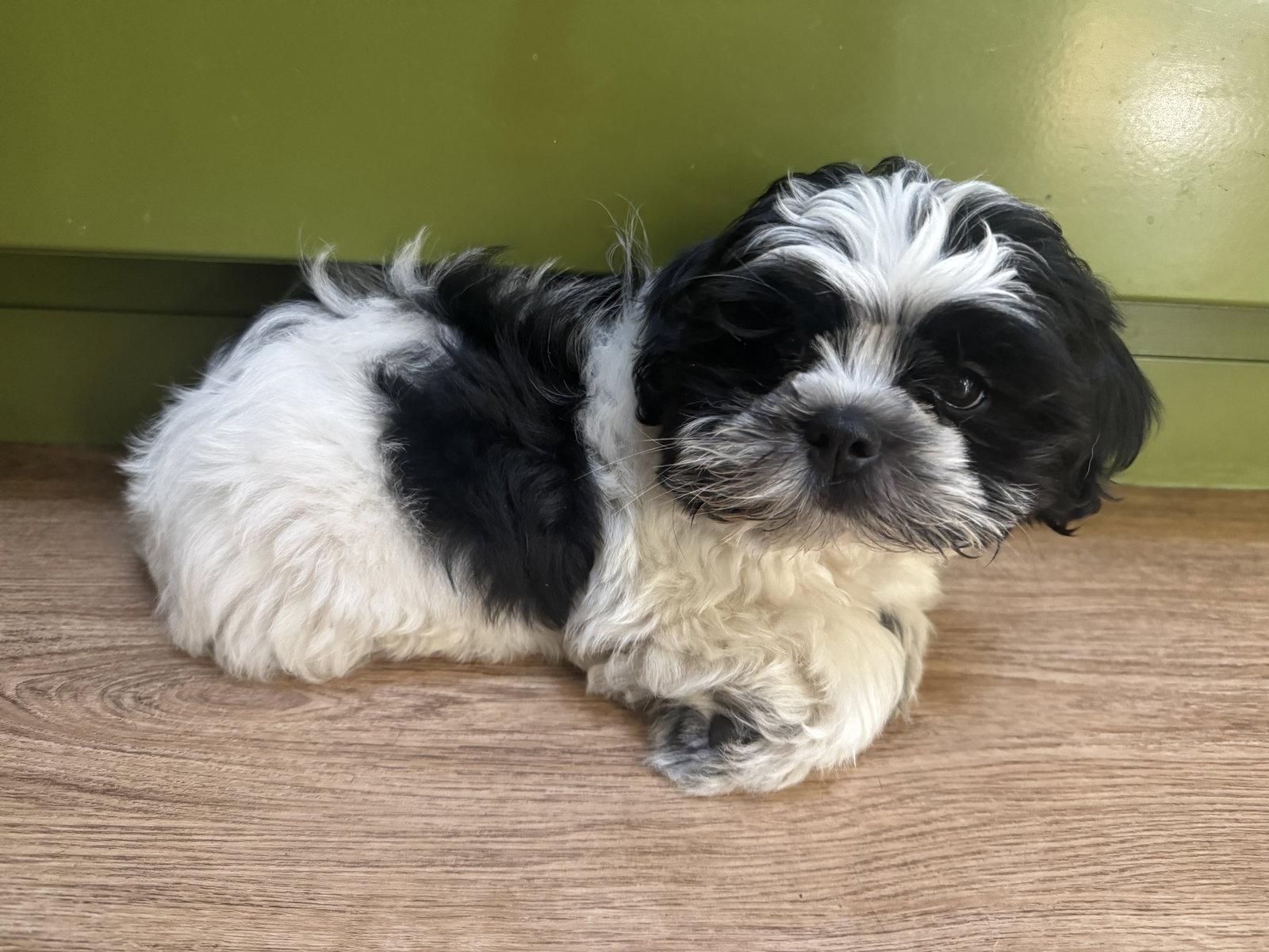Enlarge Robert(o), a Adopted Shih Tzu in Evergreen, CO image 3/3