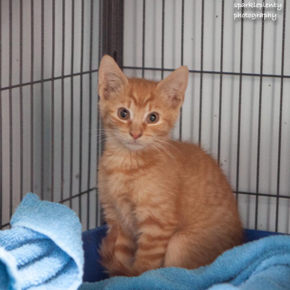 Enlarge Milkshake, an adoptable Domestic Short Hair in Ridgefield, CT image 1/1